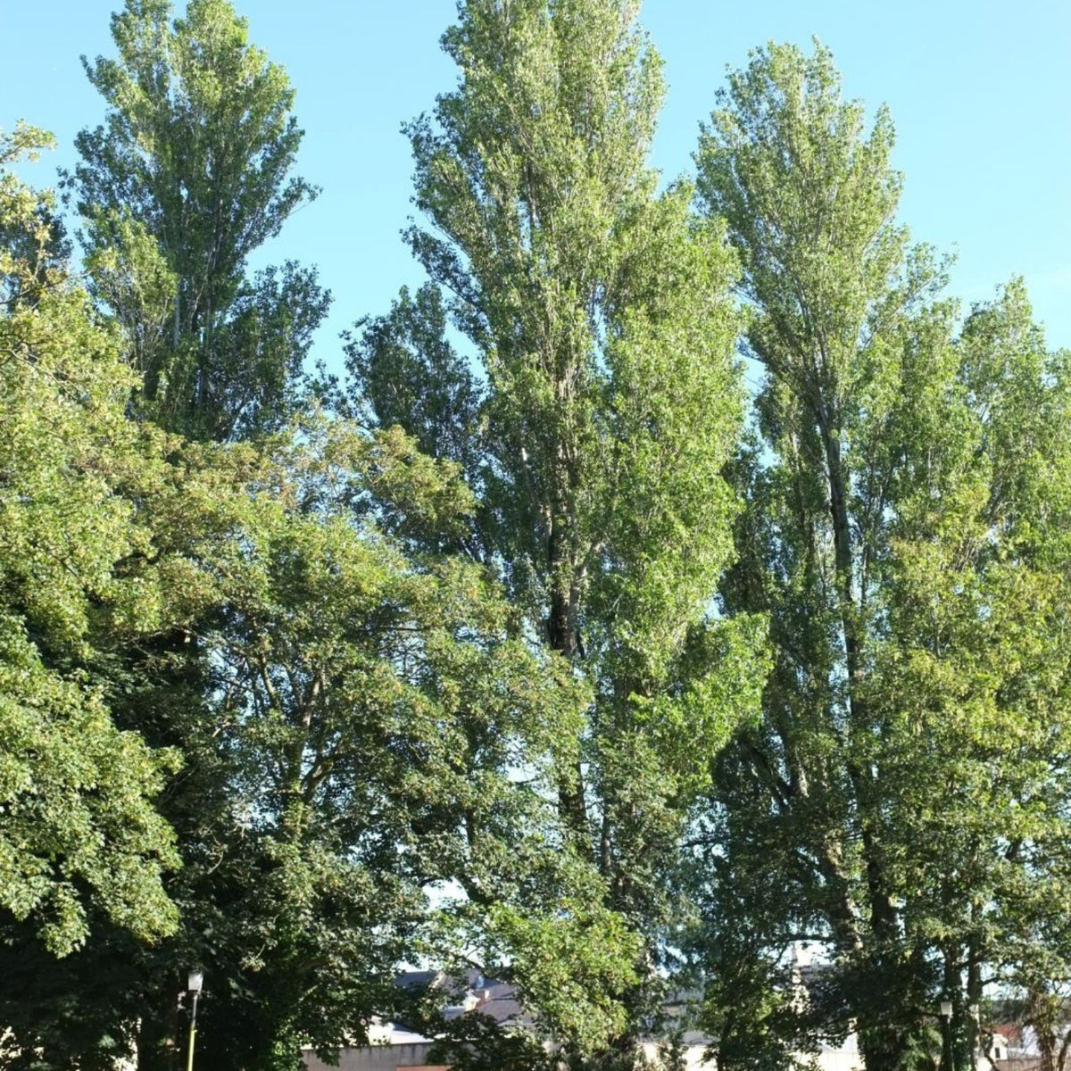 Theves Poplar Cuttings 6-8 Inch Fast Growing Populus nigra Afghanica Tree Plants for Gardening and Landscaping