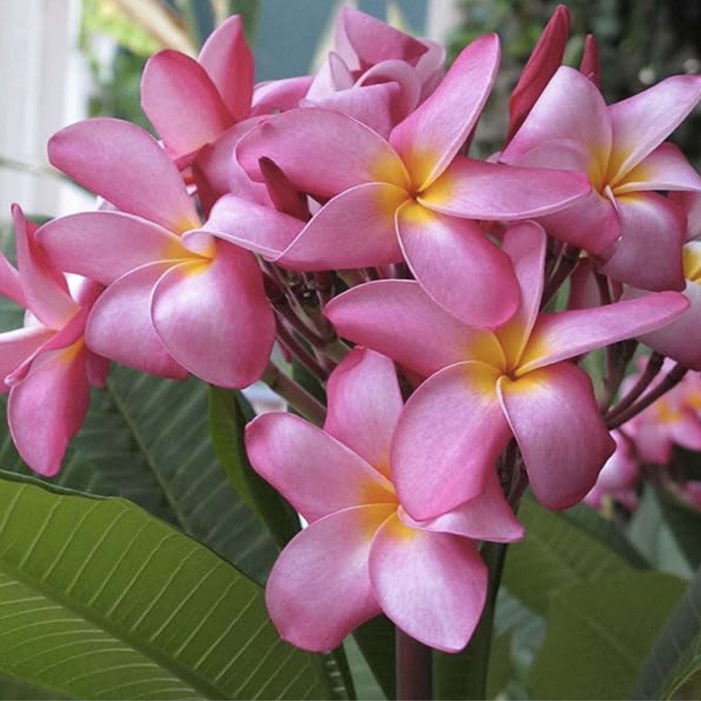 Hawaiian Plumeria Plant Set of 5 – Frangipani Yellow Pink Blend – Tropical Flowering Plants – Plumeria spp.