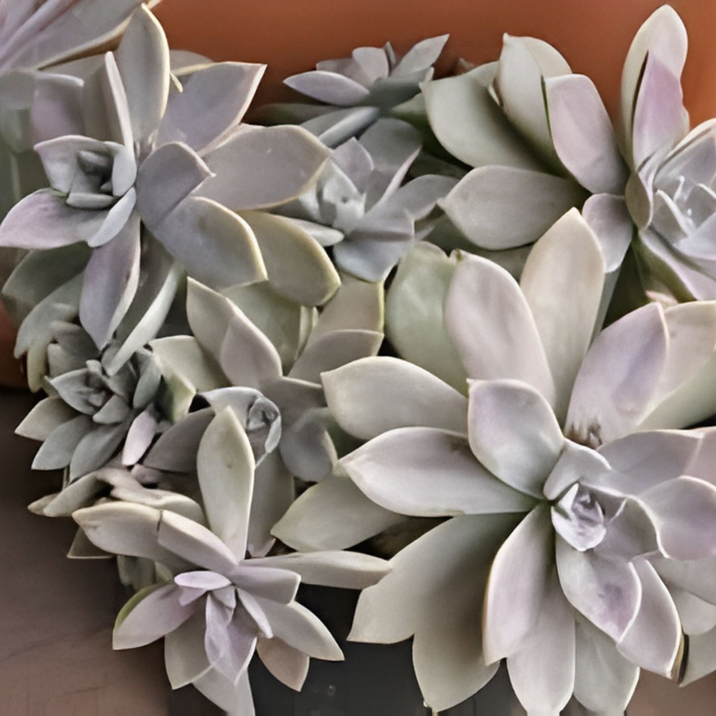 Live Succulents Aeonium Variegated Maybach Cutting 3.5” Indoor Garden Decor Houseplant Easy Care