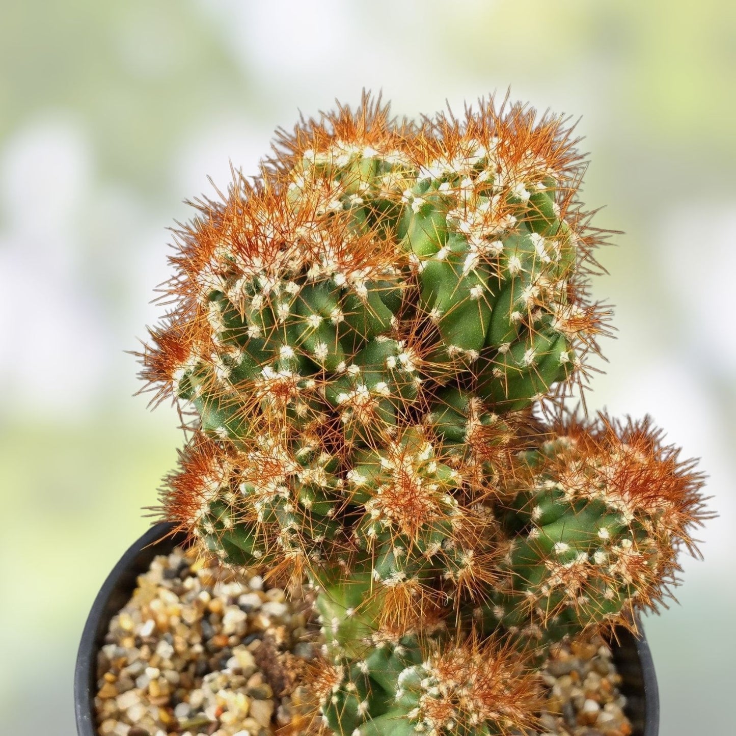 Large Monstrose Peruvian Apple Cactus Live Plant | Cereus peruvianus Succulent | Texas Grown Cactus | Houseplant or Garden Plant