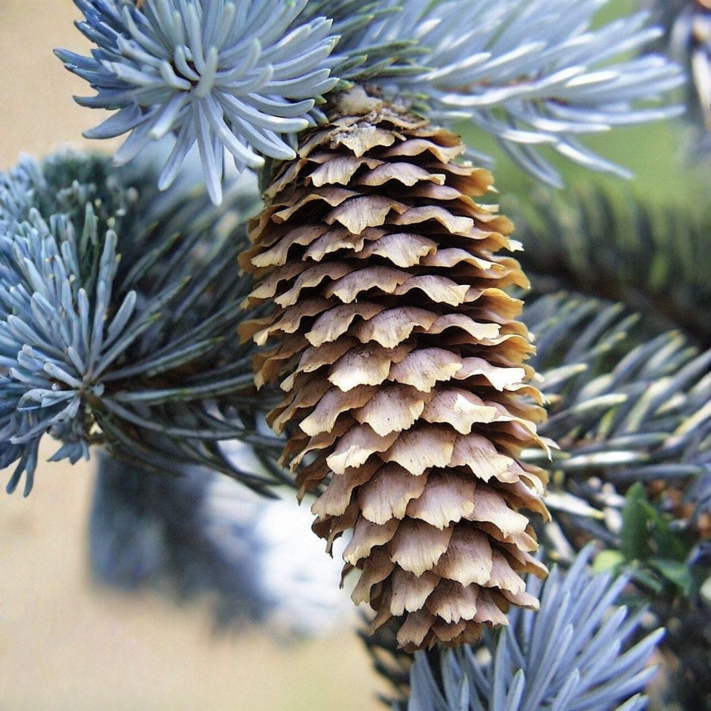 Blue Spruce Seeds 50 Pack | Colorado Blue Spruce Picea pungens Evergreen Tree Seeds for Gardening and Landscaping