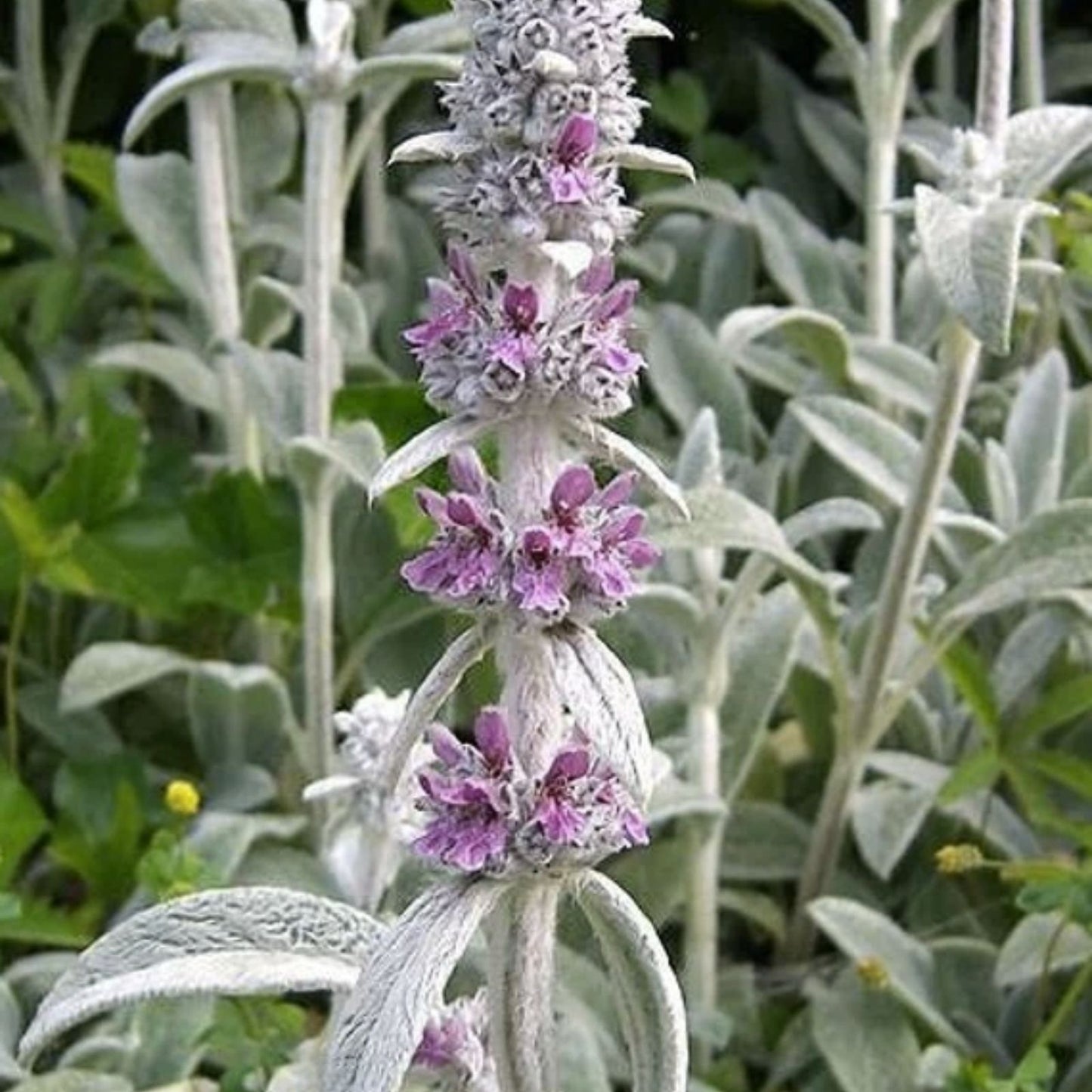 Lamb's Ear Seeds 100+ Pack Byzantina Variety Garden Seeds, Fast Growing, Stachys byzantina, Made in USA from Iowa