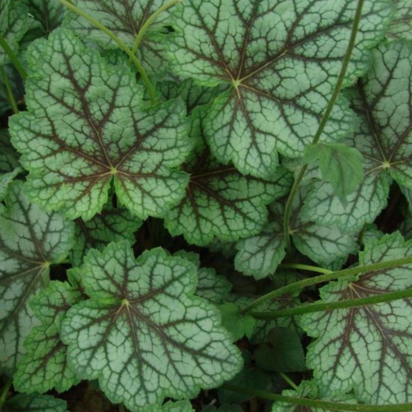 Heuchera Dale's Strain Coral Bells Bare Root Plant – Silver Blue Foliage Drought Tolerant Perennial Ground Cover