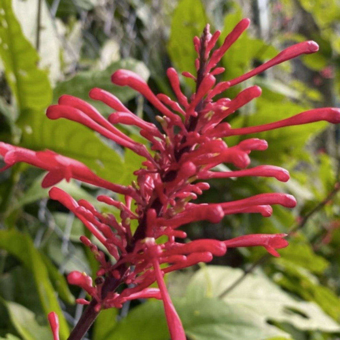 Red Firespike Plant Cuttings – 6 Organic Live Starter Plants for Butterfly and Hummingbird Gardens Odontonema strictum