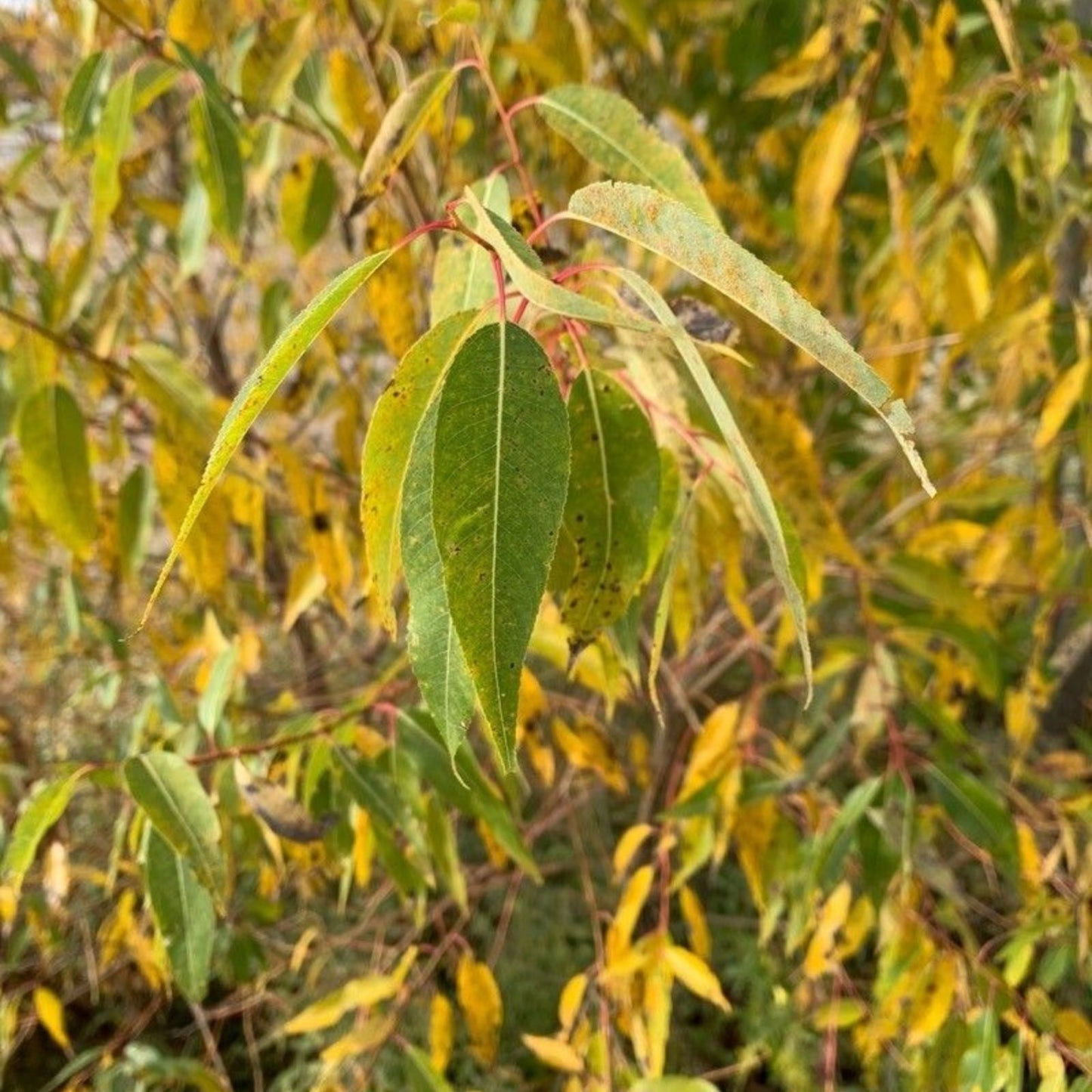 Peach-Leaf Willow Cuttings Salix amygdaloides Live Plant Fast-Growing 18" Bare Root Starter Plant