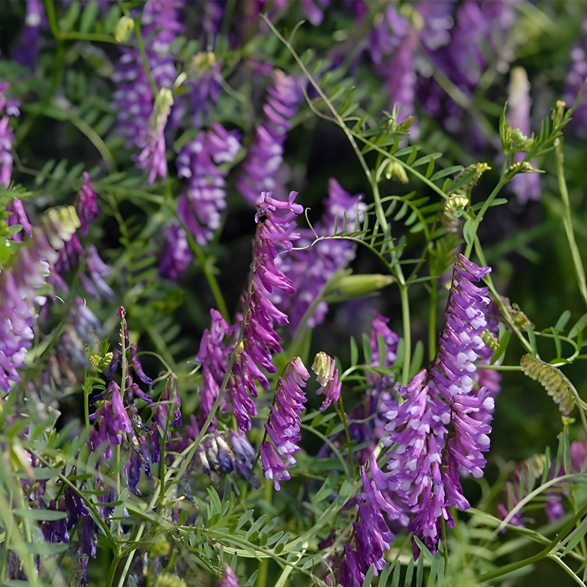 Hairy Vetch Seeds for Planting - Cover Crop, Pollinator, Bee Pasture, Organic Vicia villosa