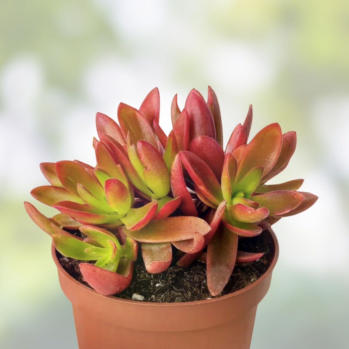 Campfire Succulent Cuttings 3 Pack | Crassula perfoliata var. falcata Live Plants | Easy Care Green Red Foliage