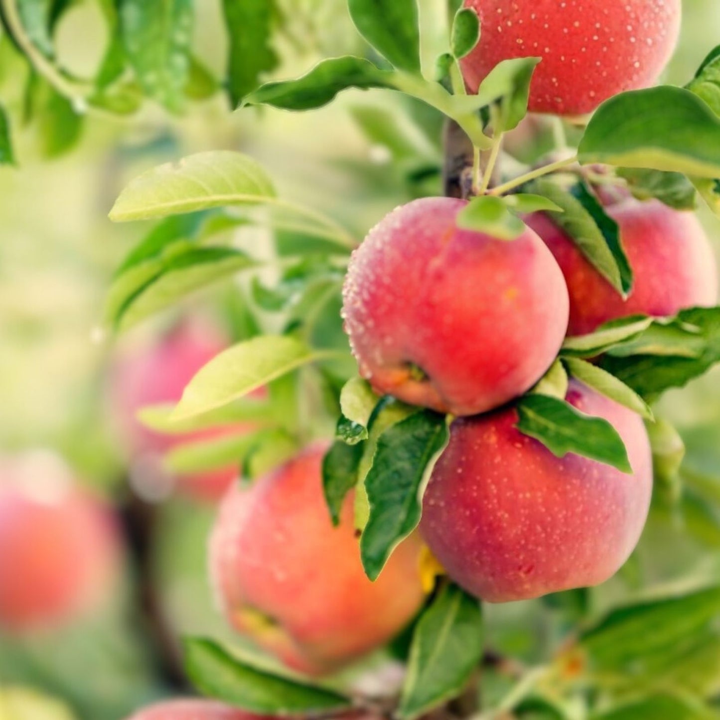 Apple Tree Seeds 30 Pack – Malus pumila Fruit Tree Seeds for Planting, Garden Growing Supplies, Live Bare Root Starter Plant, Non-GMO
