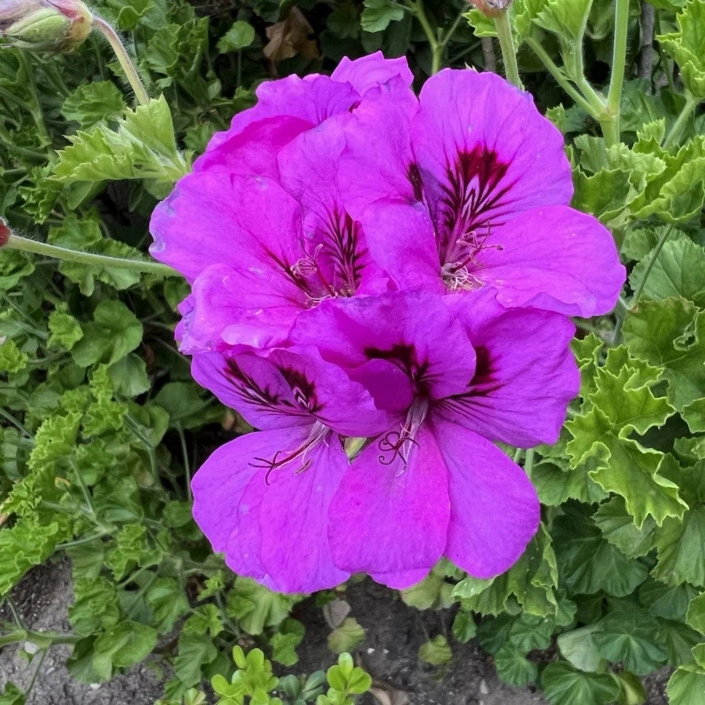 Purple Lavender Pelargonium Regal Geranium Live Plant Cutting, 6-inch Starter Houseplant, Pelargonium x hortorum, Non-GMO