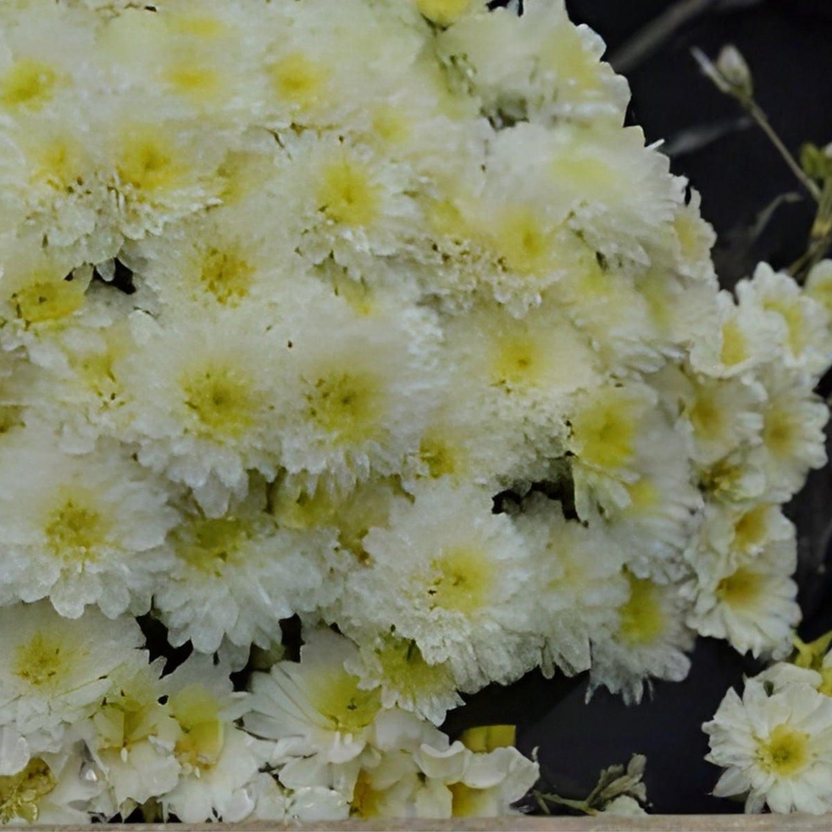 Chrysanthemum Seeds 200+ Pearl Gem Mum Flower Seeds Annual Garden Planting Easy to Grow Chrysanthemum spp.