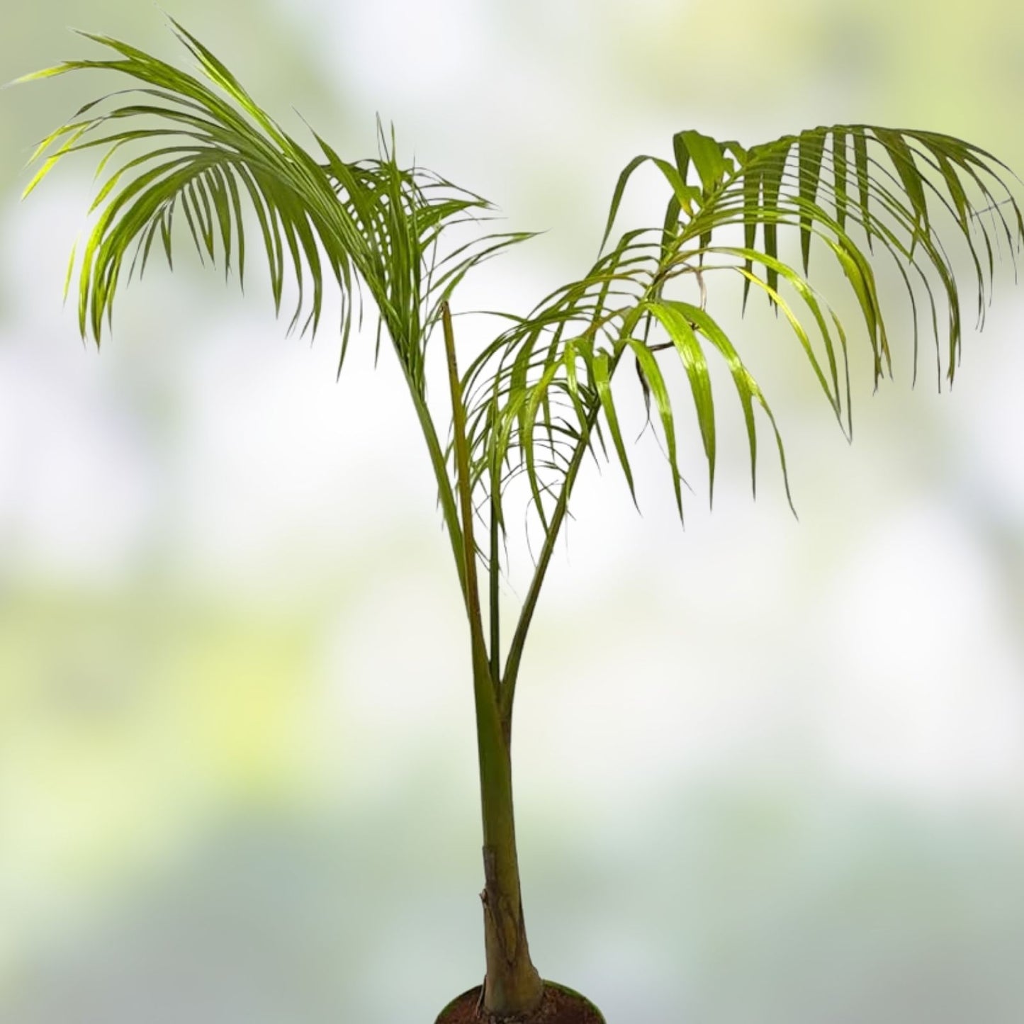King Palm Seeds 5 Pack - Archontophoenix cunninghamiana Tropical Indoor Outdoor Garden Planting