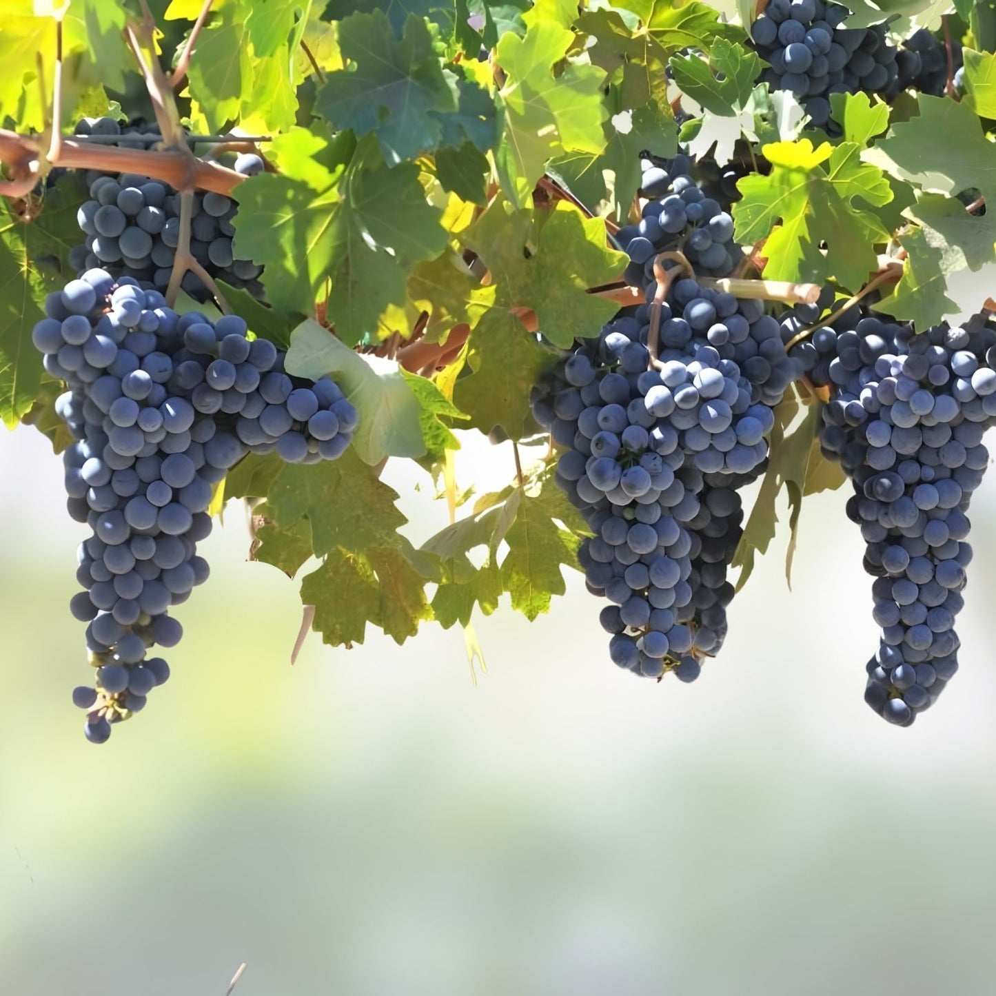Grapevine Cuttings 20 Varieties GMO-Free Live Plant Rooting Starter Vines for Cultivation