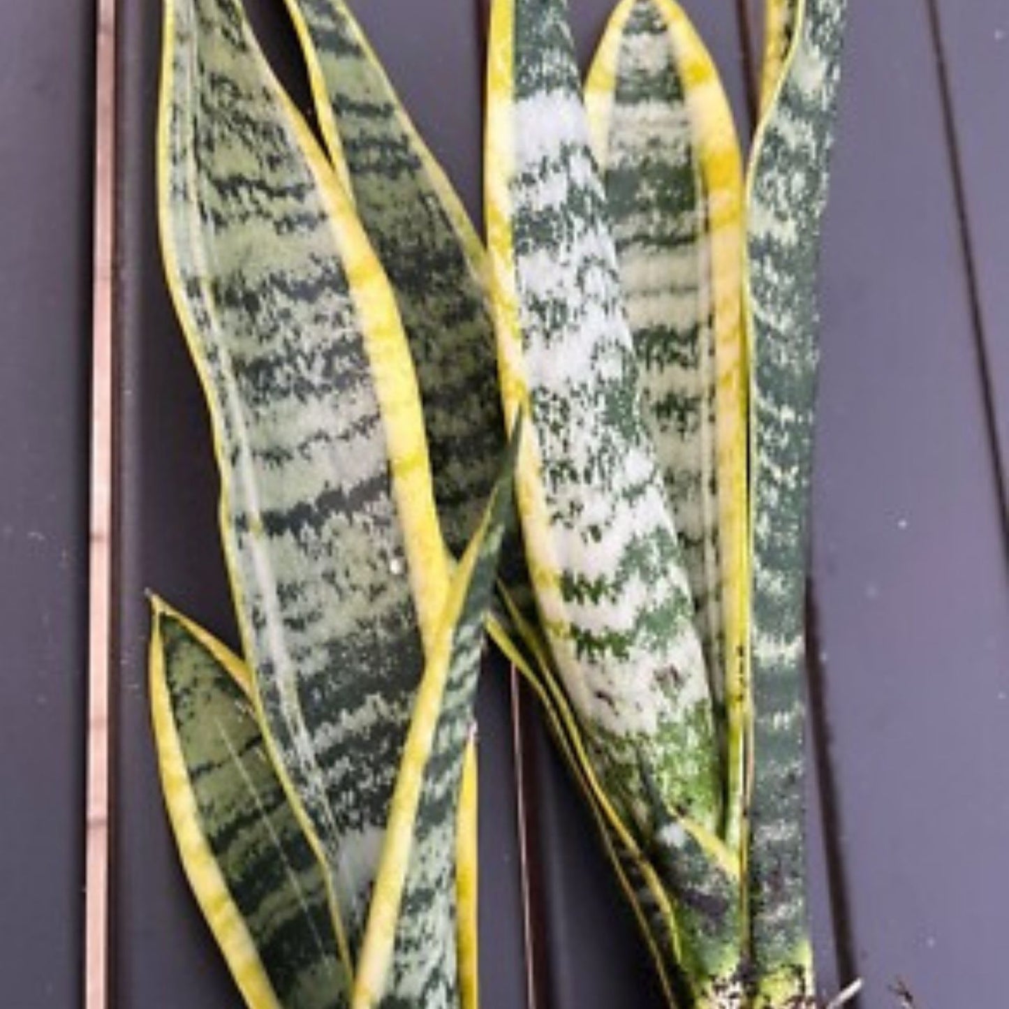 Snake Plant Cutting Unrooted Mother-In-Law's Tongue Indoor Plant Starter Sansevieria trifasciata
