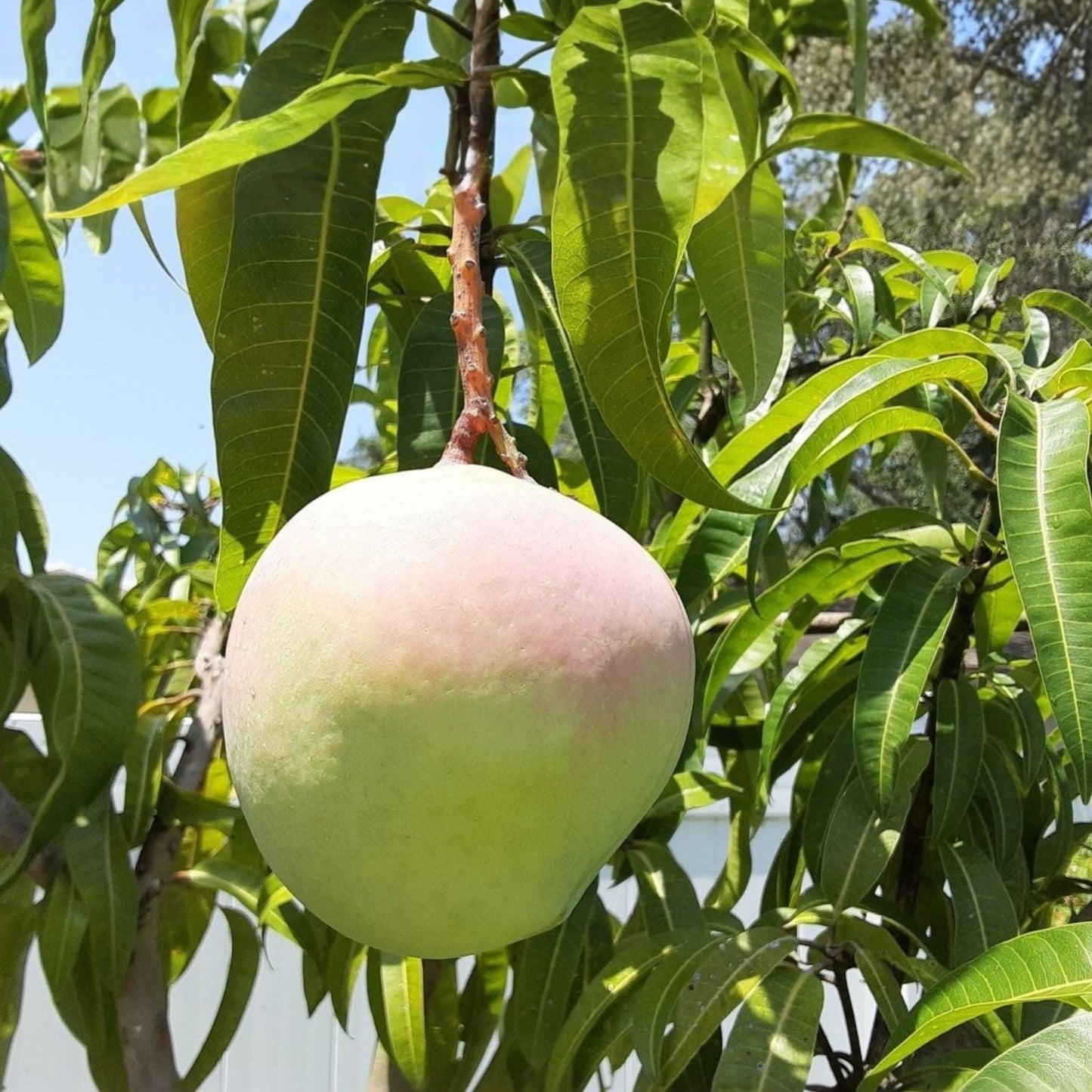 Mango Grafting Cuttings Rosigold Bud Wood Tropical Mango Tree Propagation Mangifera indica Live Plant