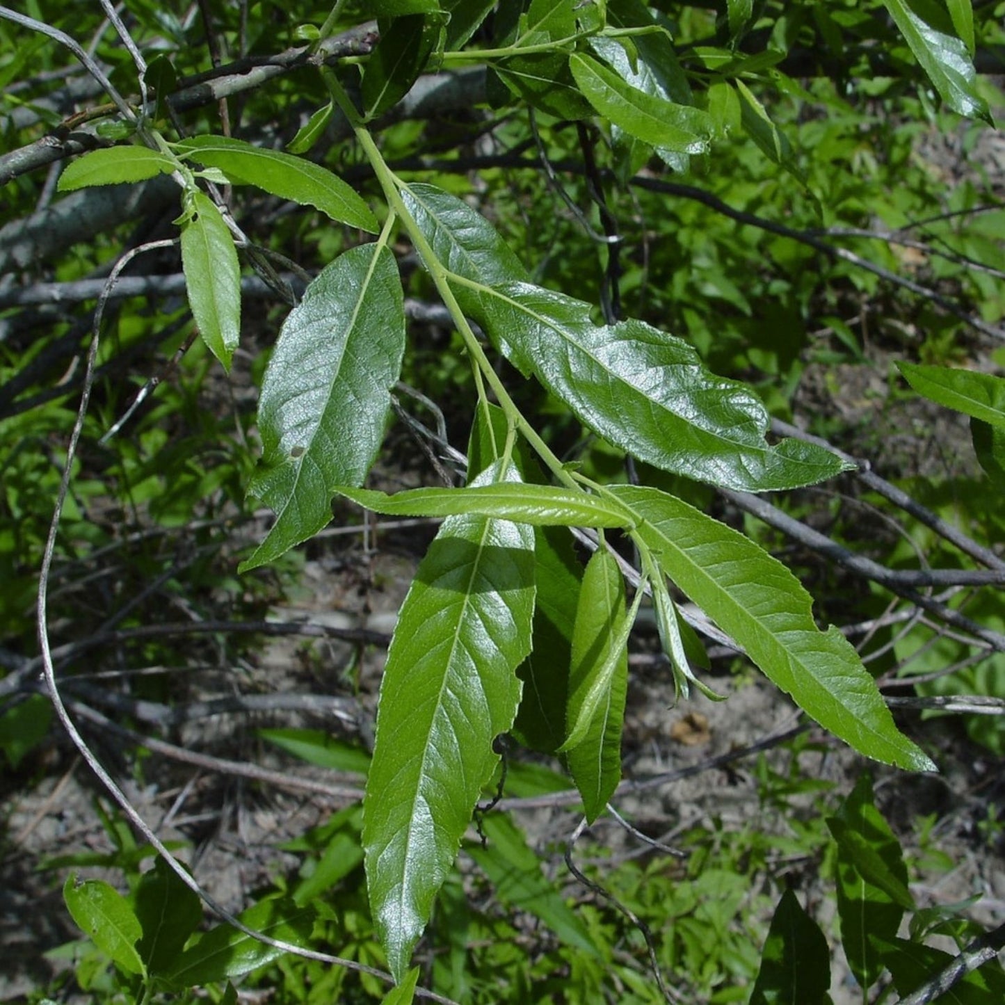 Silky Willow Cuttings 12" Live Bare Root Salix sericea Native Wetlands Plant for Landscaping and Wetlands Restoration