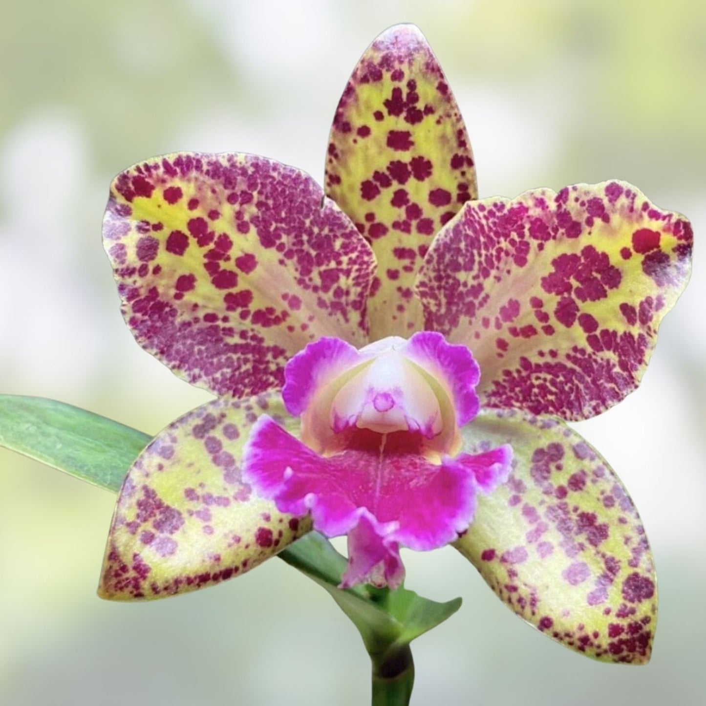 Cattleya Orchid Plant Blooming Size BLC Waianae Leopard 'Ching-Hua' Live Orchid Houseplant Cutting