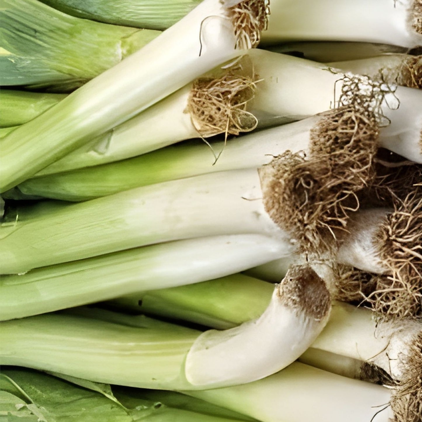 Leek Seeds 500 Pack Allium ampeloprasum Heirloom Non-GMO Vegetable Seeds for Garden, Starter, Live Plant, Cutting