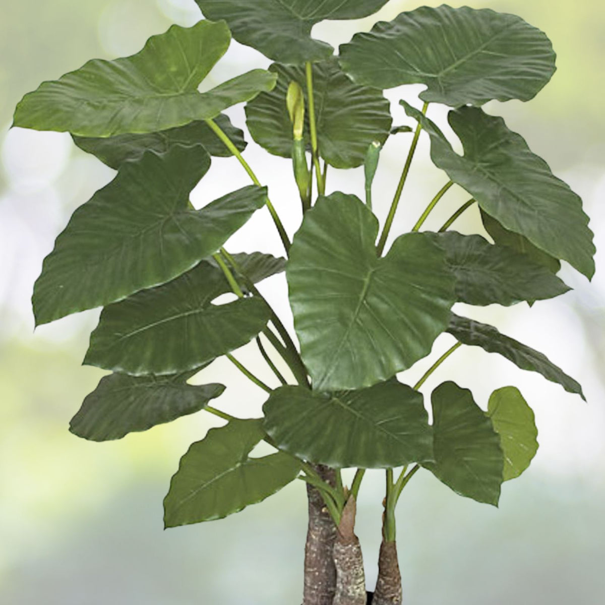 Alocasia Calidora Plant - 5 Gallon Pot - Tropical Elephant Ear - Alocasia macrorrhiza - Live Indoor/Outdoor Houseplant