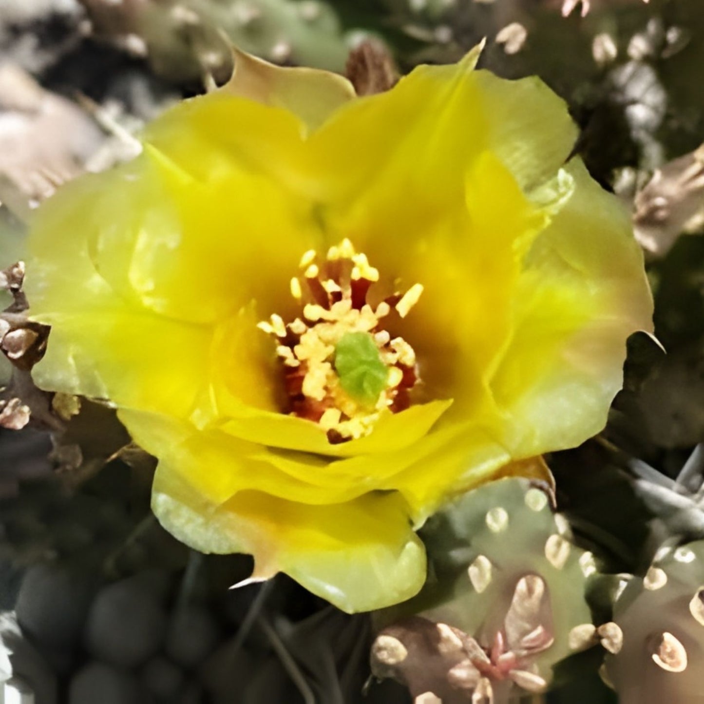Brittle Prickly Pear Cactus Cutting 2" Opuntia fragilis Cold Hardy Succulent Plant Starter Houseplant
