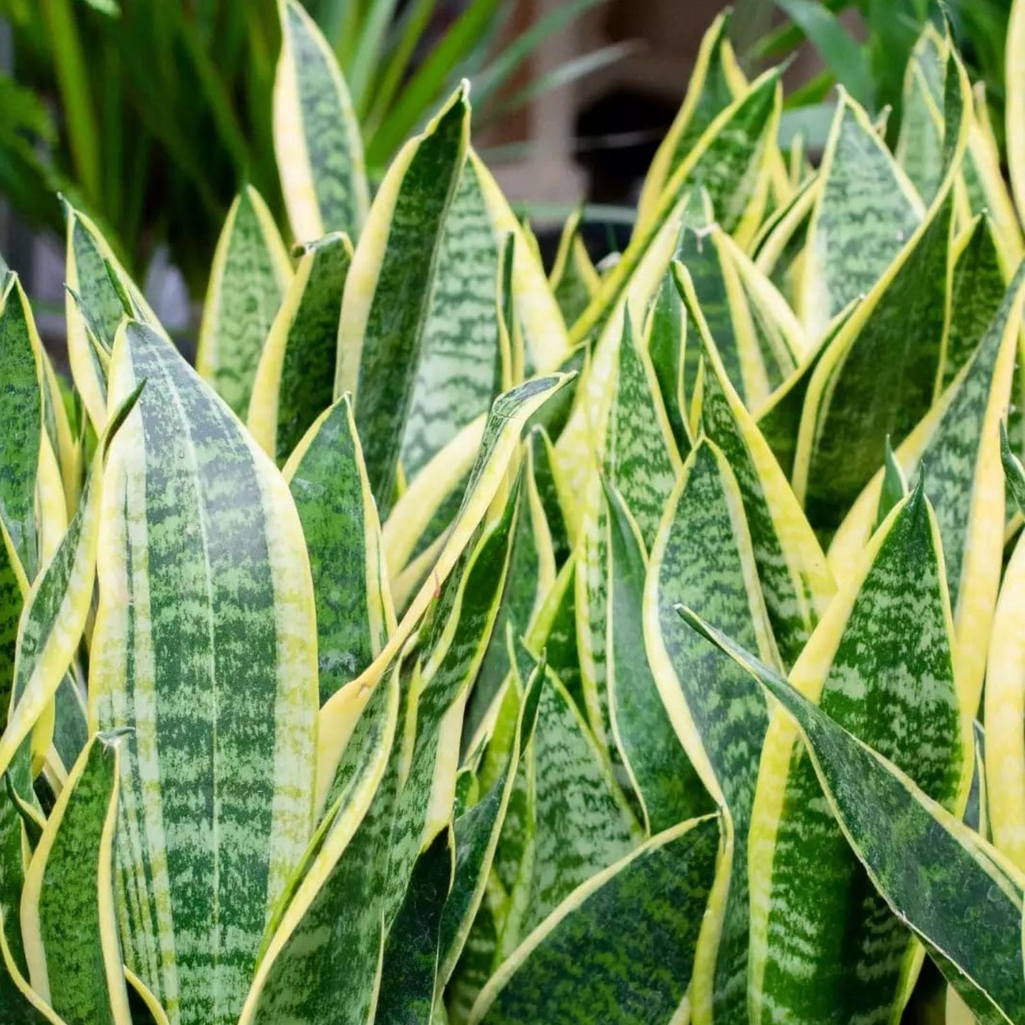 Snake Plant Jade 4-inch Pot, Sansevieria trifasciata, Indoor Air Purifying Houseplant, Low Maintenance Green Plant
