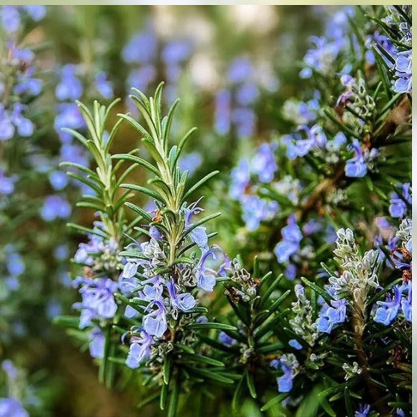 Live Rosemary Cuttings - 8 Pack, Rosmarinus officinalis Herb Garden Starter, Fast-Growing Live Plant, Culinary Herb, Indoor Outdoor Plant