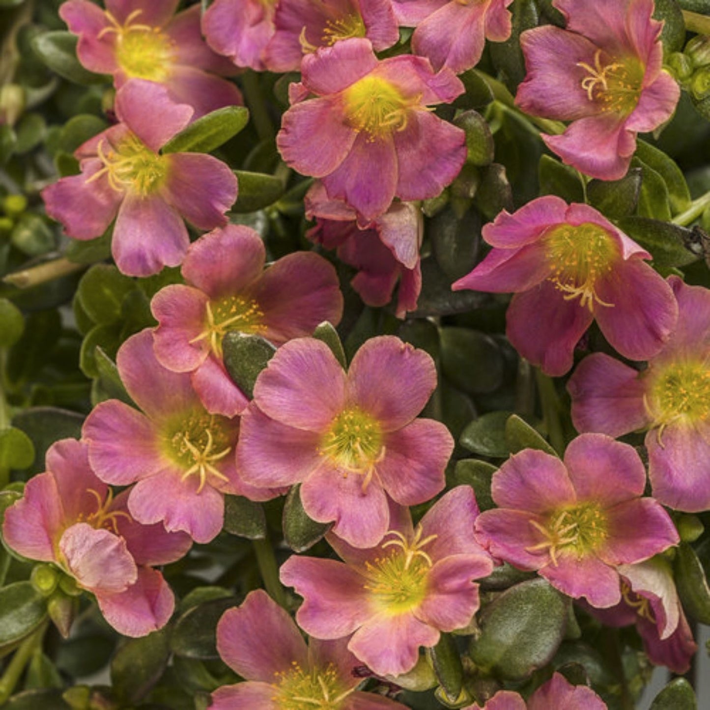Jumbo Portulaca Cuttings Magenta Orange Splash Portulaca Grandiflora Samba Live Plant Starter Bare Root Houseplant