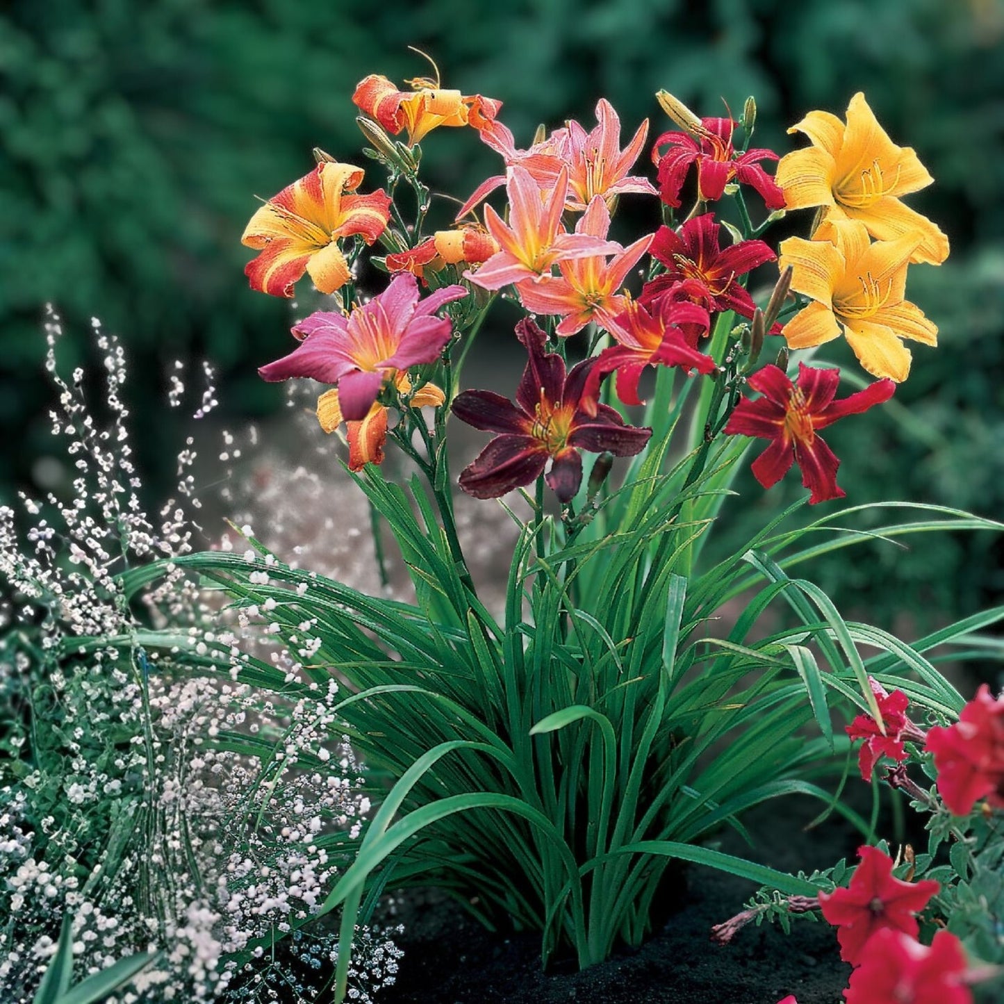 Mixed Daylily Bare Root Plants 5 Varieties Hemerocallis Flowering Perennials Live Starter Plants Free Shipping