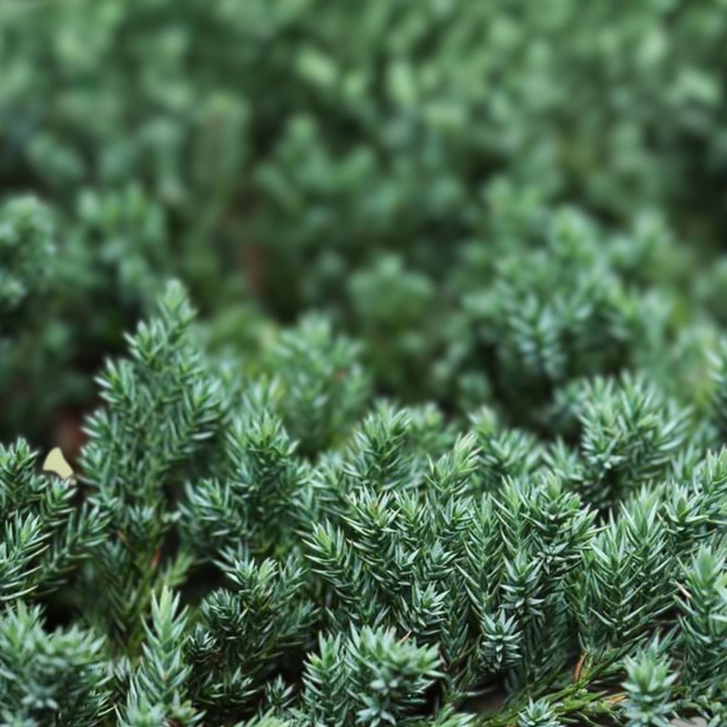 Juniper Cuttings Set of 12 Live Shrubs for Landscaping Juniperus spp. Zone 5-9 Bare Root Starter Plants