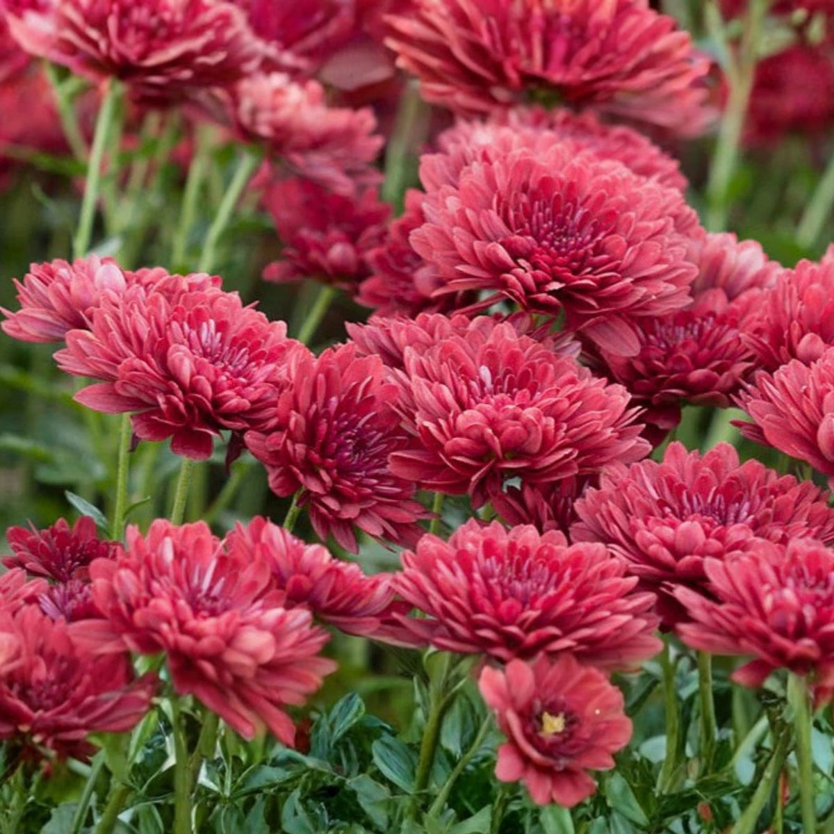 Raspberry Twilight Mum Seeds 200+ Chrysanthemum Flower Seeds Colorful Fall Garden Plant Chrysanthemum x morifolium