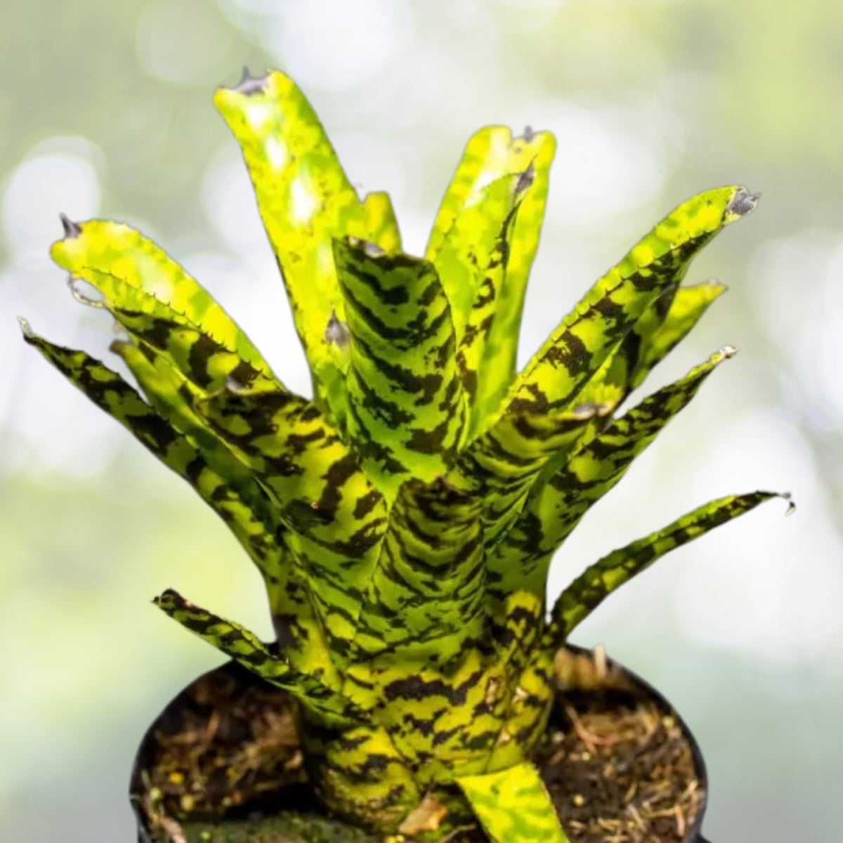Bromeliad Plant 8" Aechmea 'Greg' - Tropical Indoor Houseplant with Vibrant Foliage, Low Maintenance, Perfect for Home Decor
