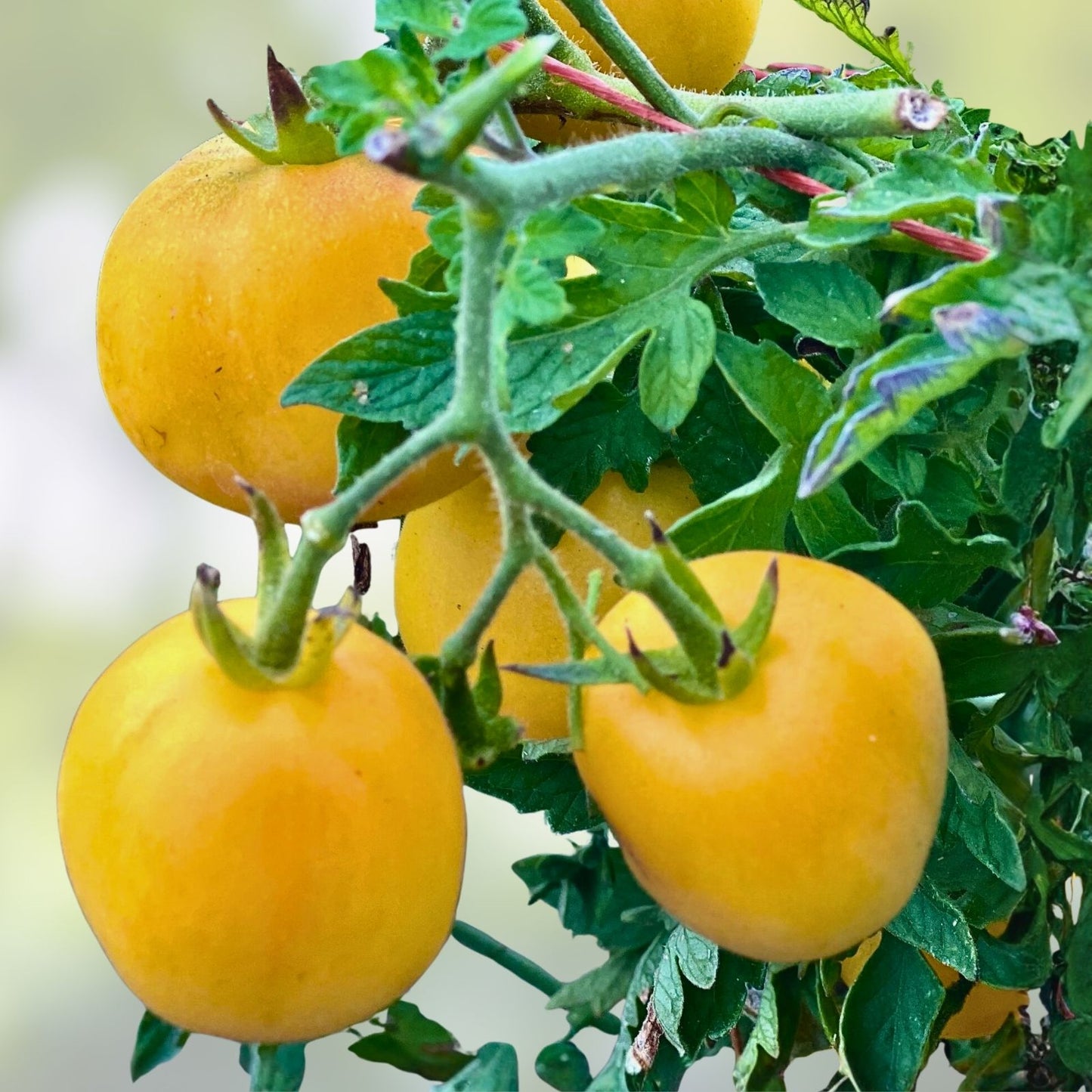 Heirloom Tomato Seeds Collection 4 Varieties Non-GMO Organic Open-Pollinated Vegetable Seeds for Home Garden