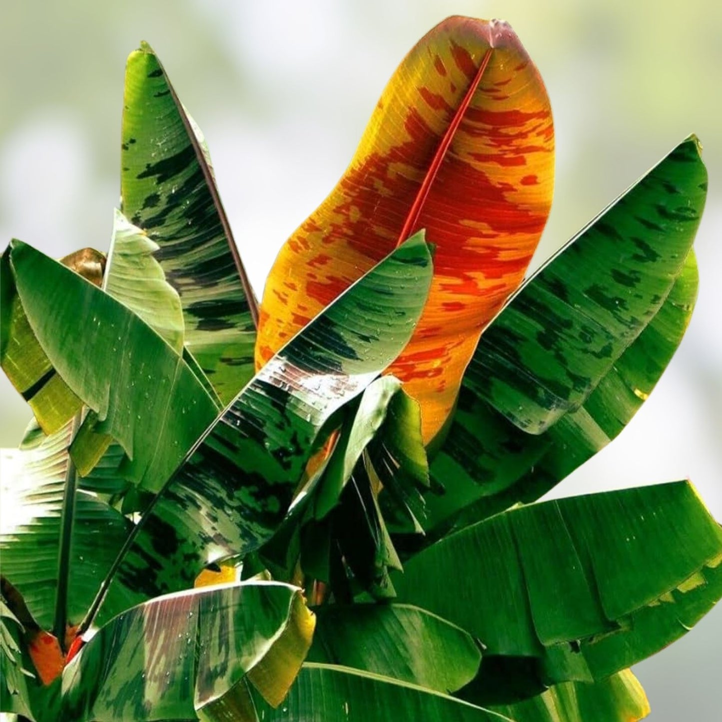 Darjeeling Banana Tree Seeds | Musa sikkimensis Tropical Fruit Plant Starter Pack | Garden Landscape, Fast Growing, 5 Seeds