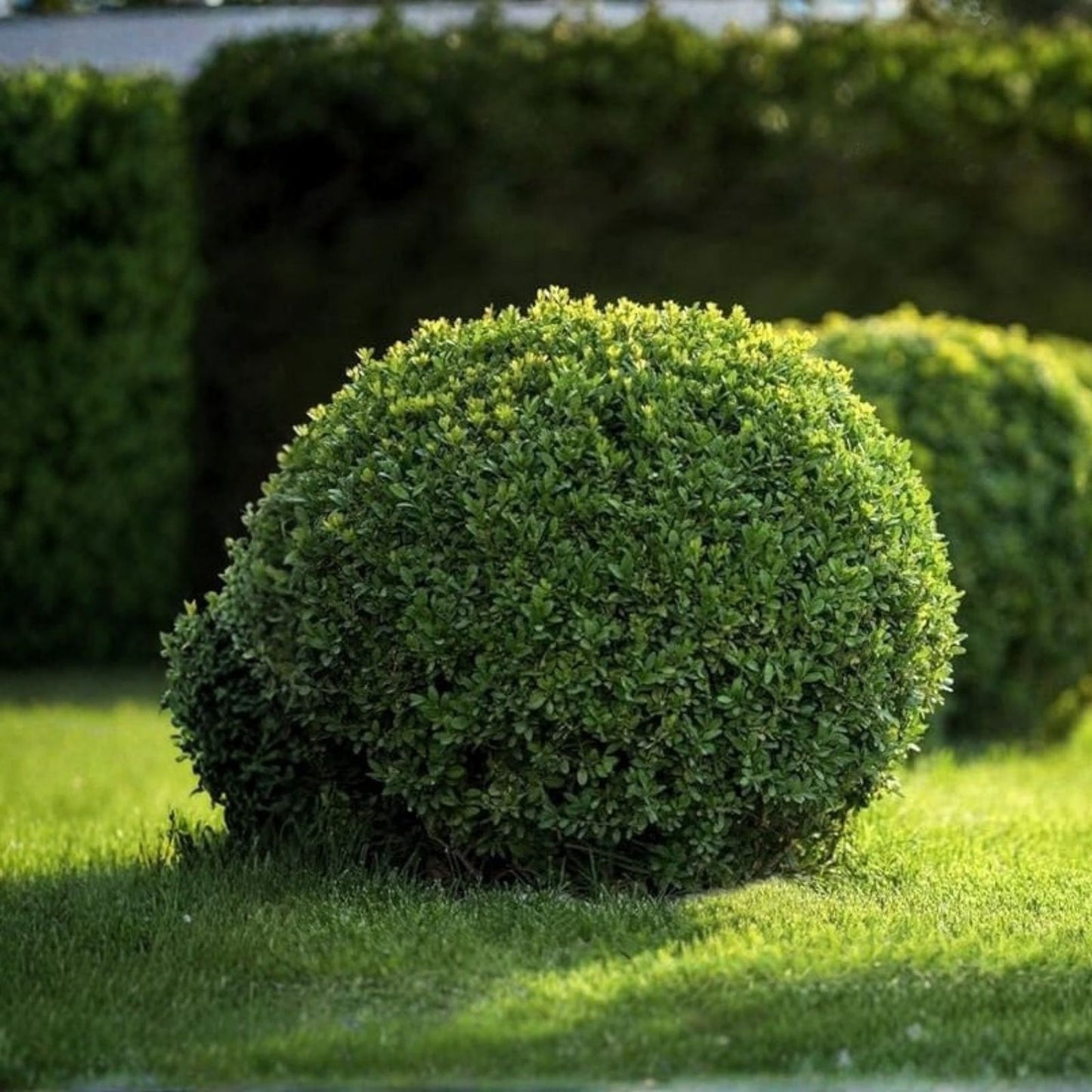Japanese Boxwood Cuttings Set of 12 | Buxus microphylla Live Plant Bush Hedge Landscaping Garden Design