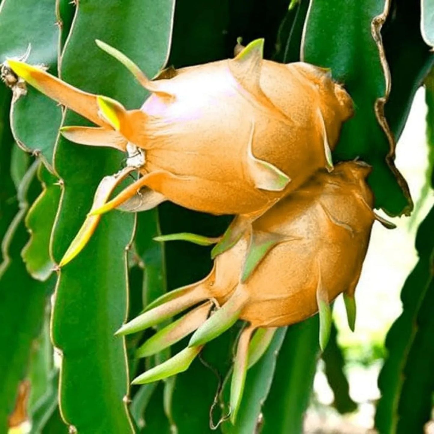 Orange Dragon Fruit Cuttings 16-24" Hylocereus undatus Tropical Cactus Live Plant for Garden