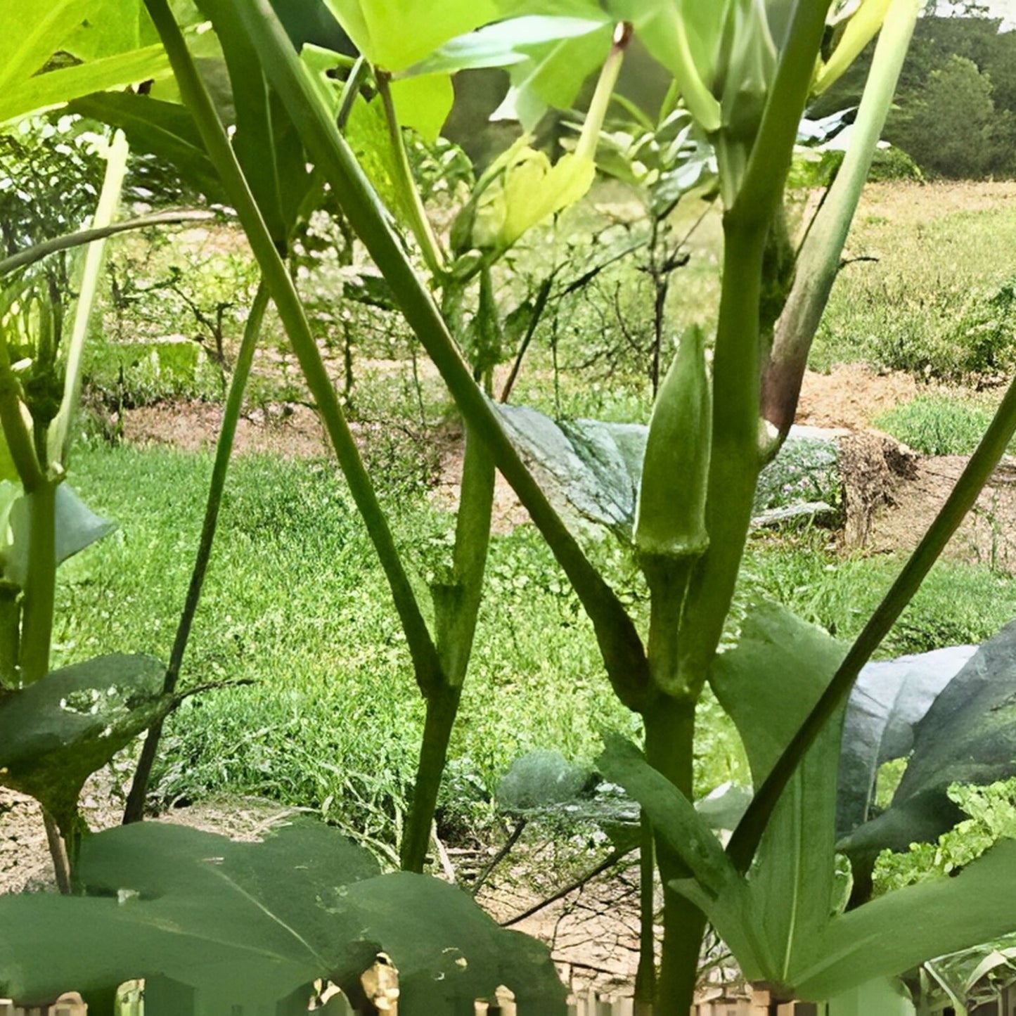 Okra Seeds 500 Count Perkins Long Pod Heirloom Non-GMO Abelmoschus esculentus Vegetable Seeds