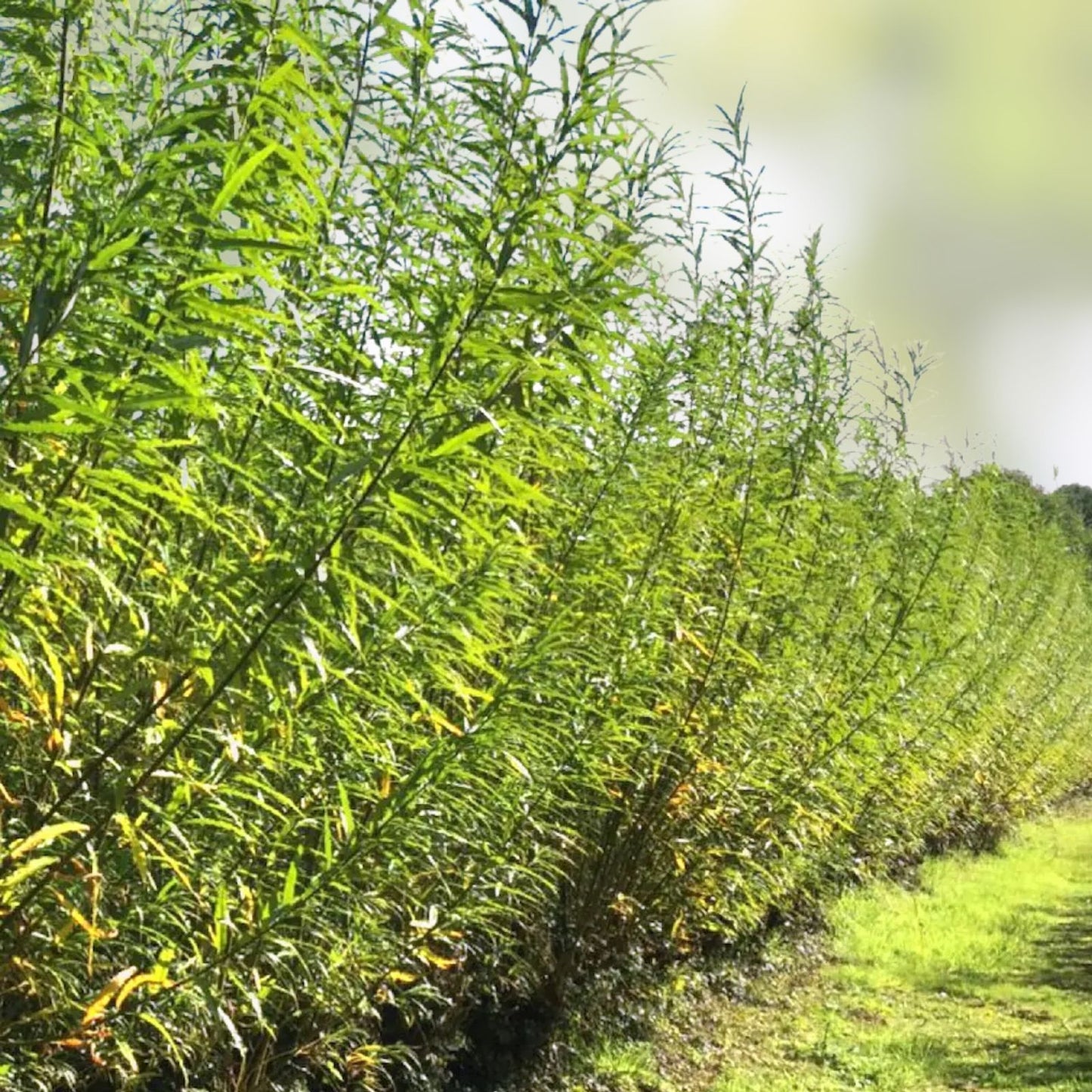 Hybrid Willow Tree Cutting 3-6 ft Fast Growing Privacy Shade Salix x pendulina Live Plant Bare Root Starter