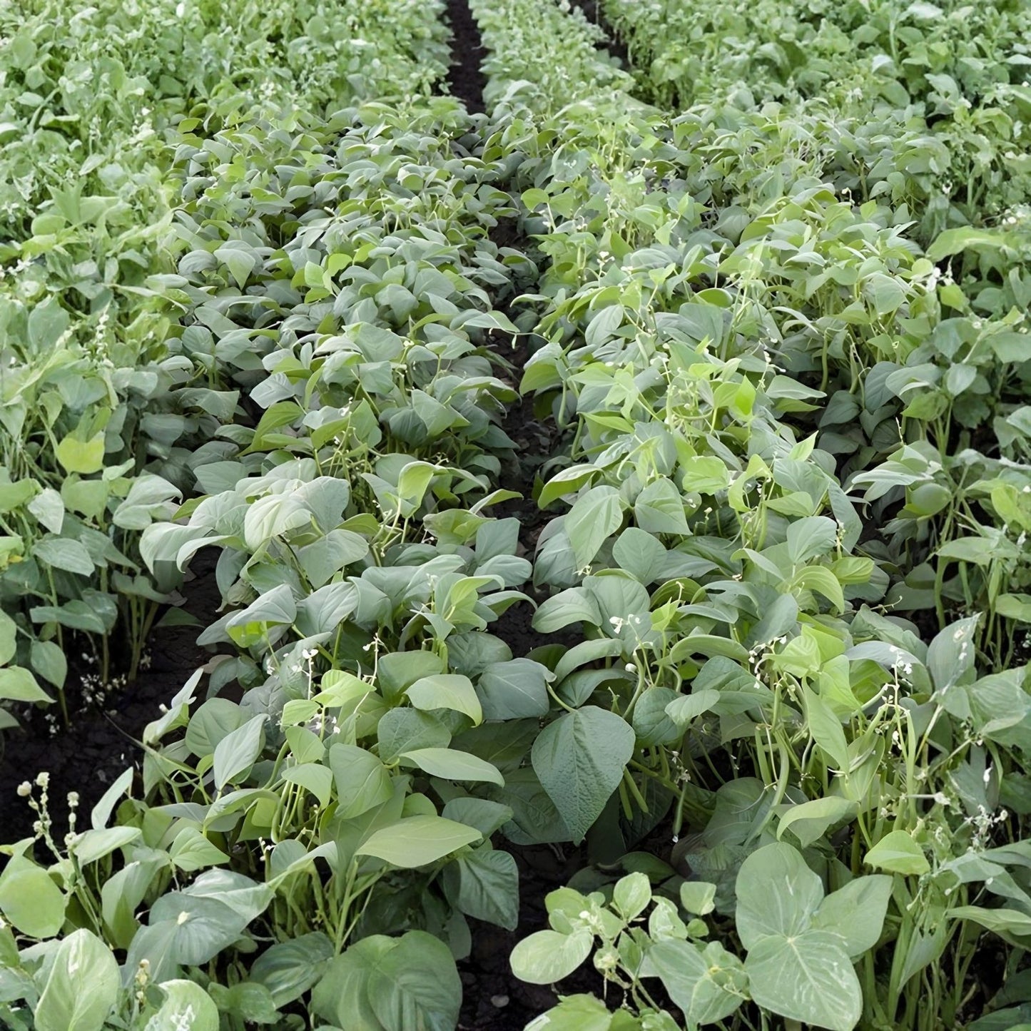 Organic Catnip Seeds 50+ Pack Nepeta cataria Hardy Perennial Live Plant Cutting Houseplant Non-GMO
