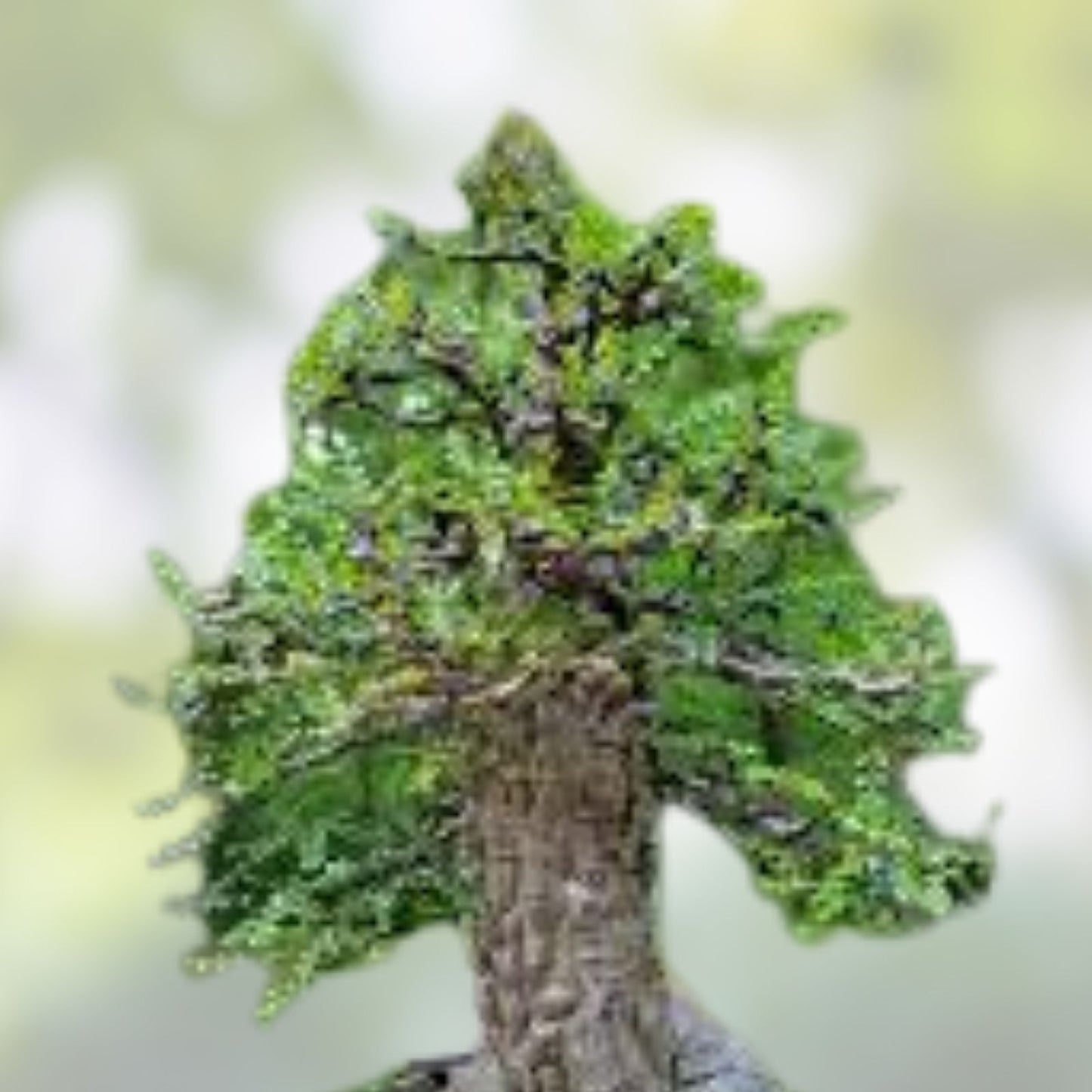 Operculicarya decaryi Tree - 4.5 Year Old Succulent with Gnarly Caudex - Live Indoor Outdoor Plant, Starter, Cutting