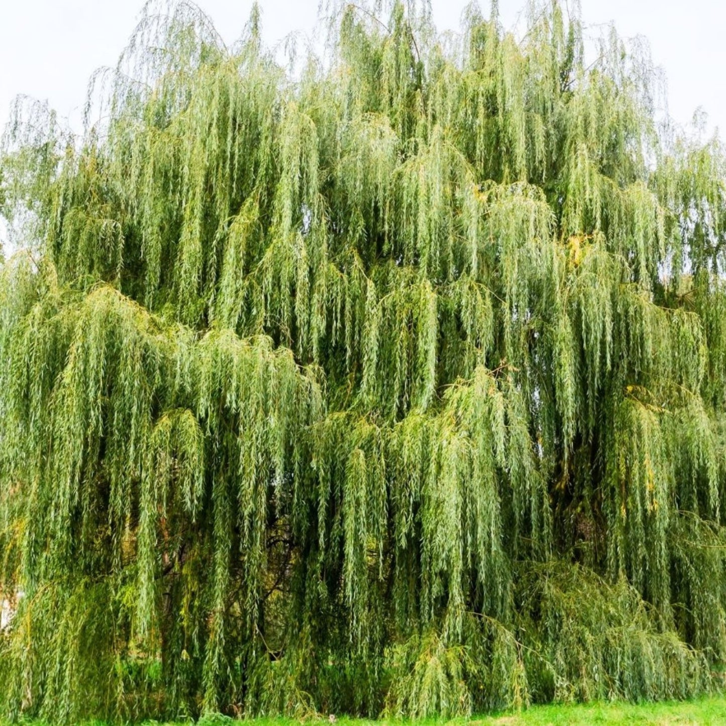 Dwarf Japanese Curly Willow Bonsai Cutting Salix Matsudana 'Tortuosa' Live Plant Propagation Material