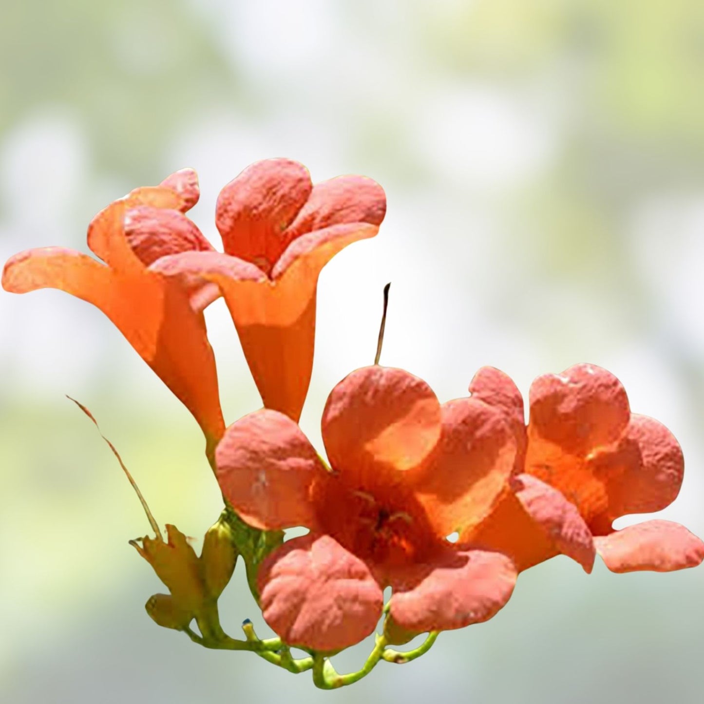 Orange Trumpet Vine Seeds 100+ Hummingbird Attracting Campsis radicans Climbing Plant Garden Starter