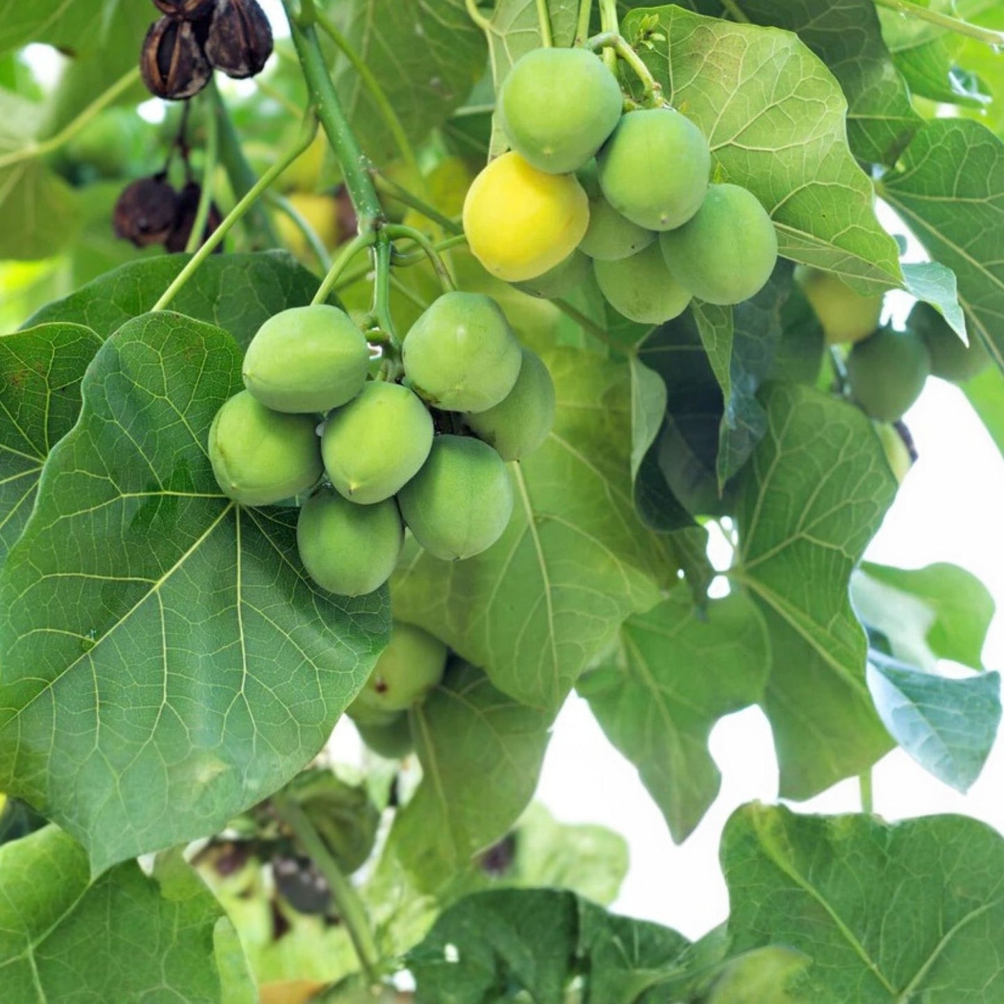 Jatropha Curcas Seeds - 6 Rare Exotic Barbados Purging Physic Nut Seeds for Biodiesel Production - Easy to Grow