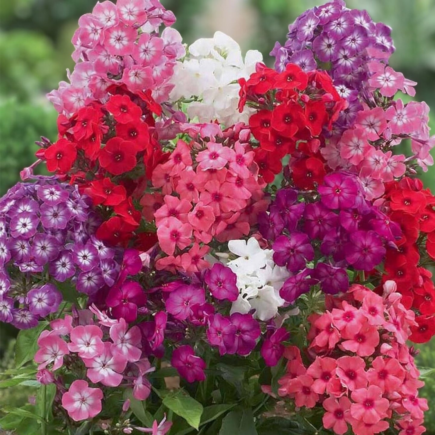 Organic Phlox Drummondii Mix Seeds 100 Pack - Flower Seeds for Garden, Wildflower, Pollinator Attracting, USA Grown