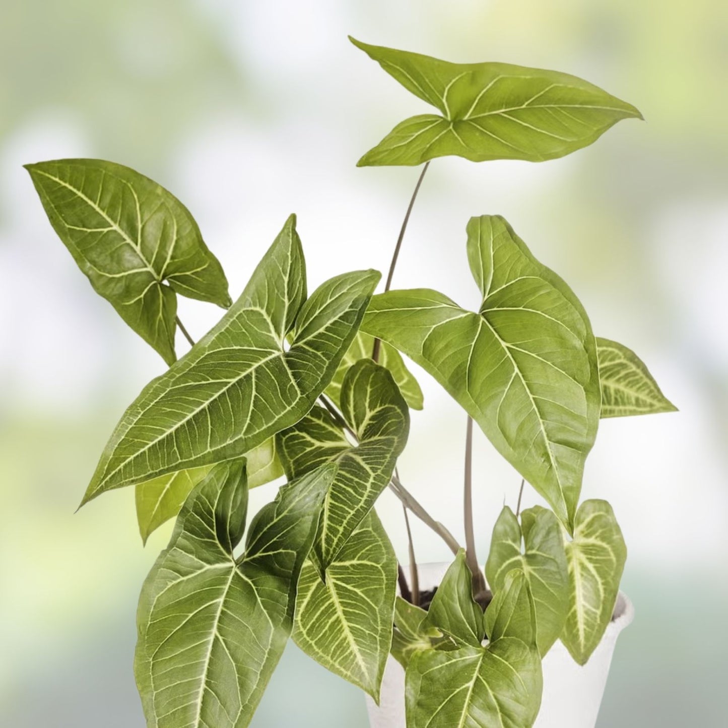 15 Rooted Tropical Houseplant Cuttings – Ferns, Pothos, Arrowhead Vine – Indoor Greenery, Easy Care, Live Plants