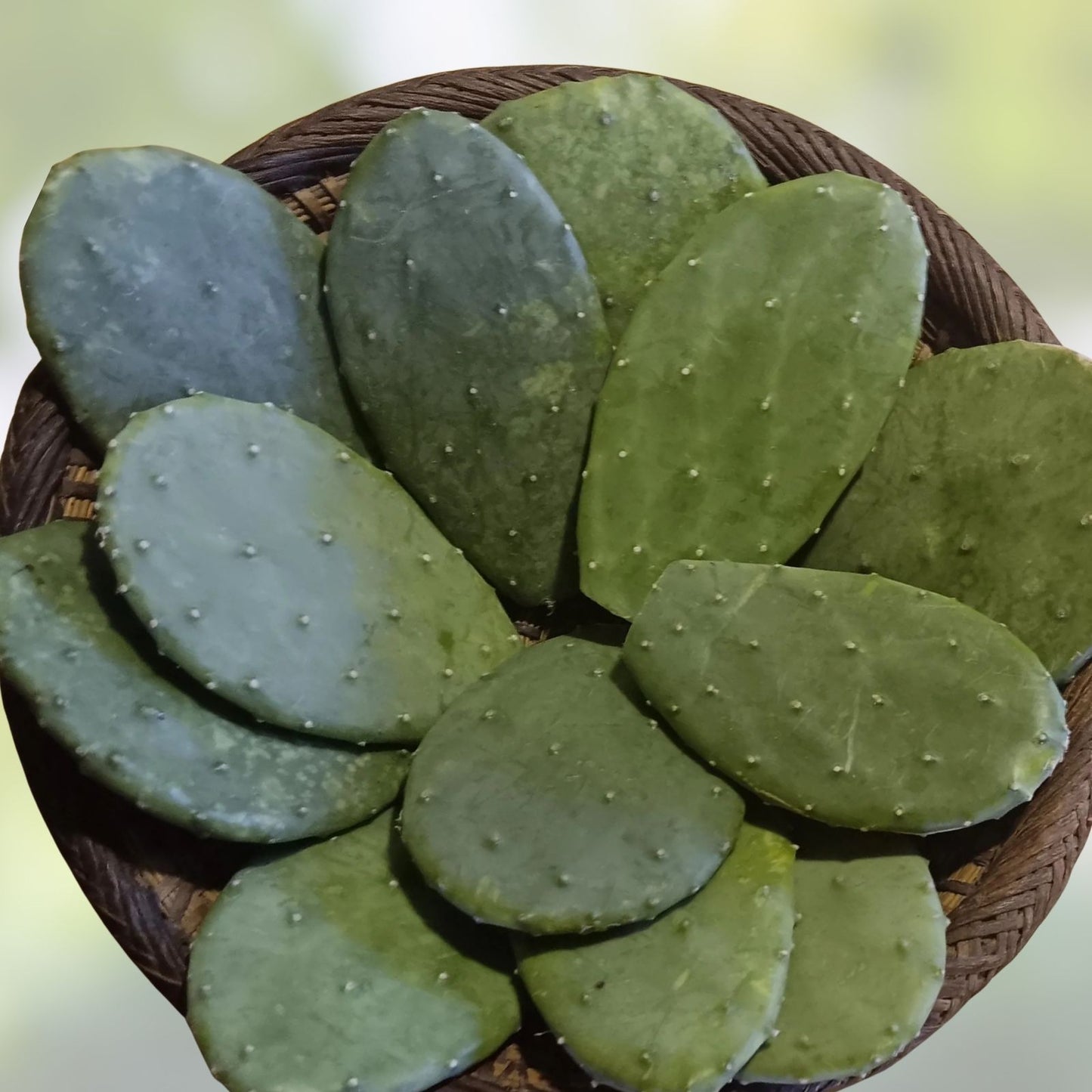 Opuntia Nopal Cactus Pads Edible Succulent for Reptiles & Humans 15+ Starter Plants Live Cactus Cutting