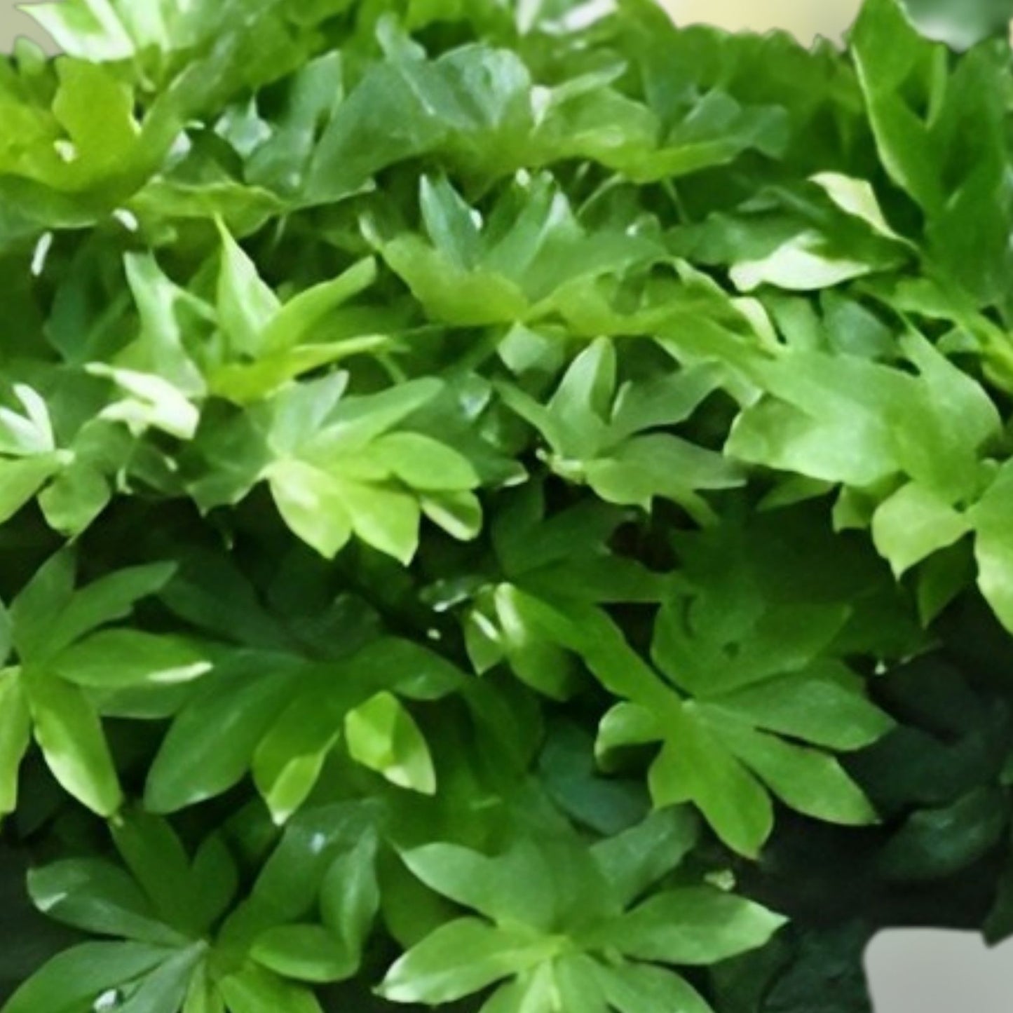 Japanese Aralia Seeds 20 Pack | Fatsia japonica Indoor & Outdoor Evergreen Foliage Plant Starter Seeds