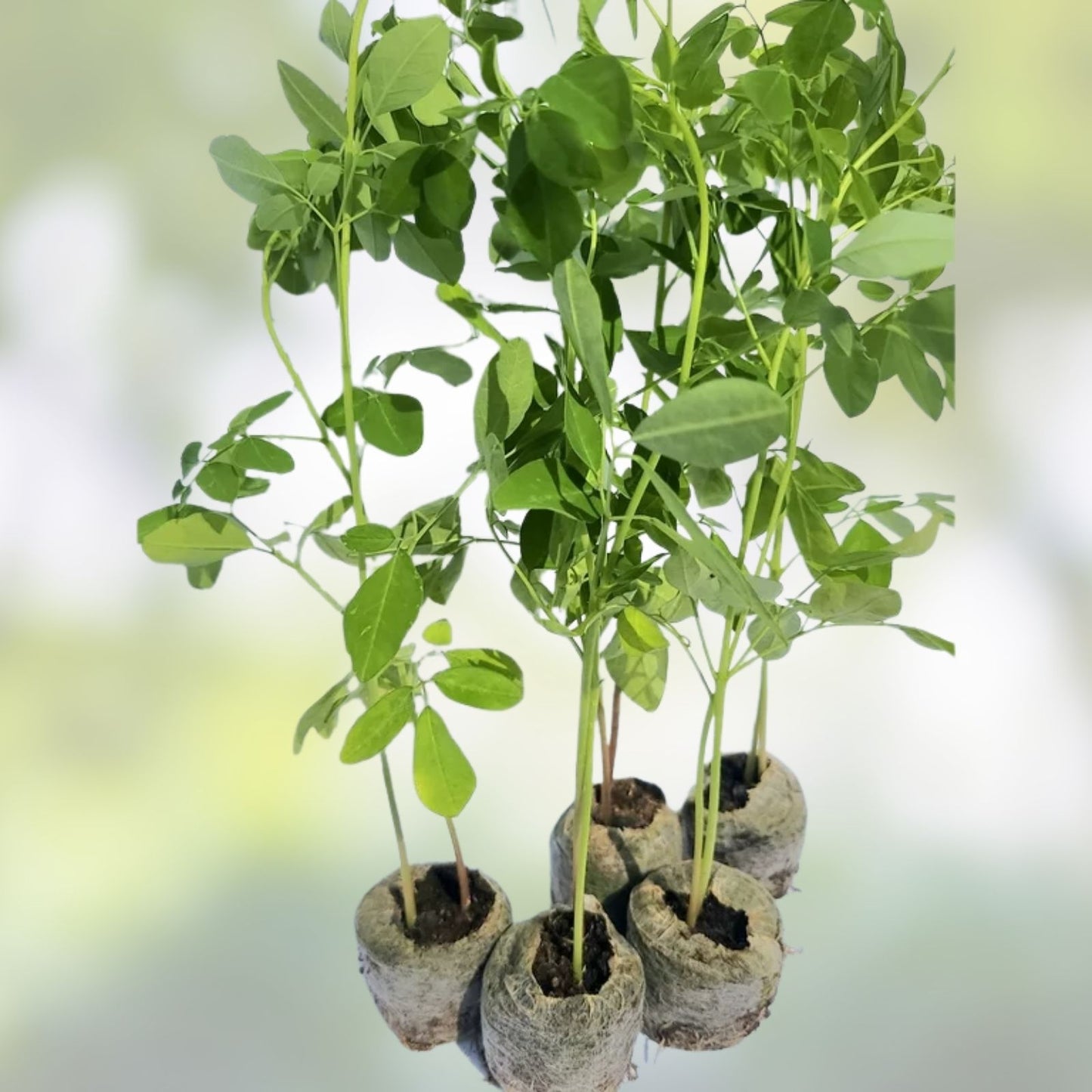 Organic Moringa oleifera Cuttings 5 Pack - Live Plant Clippings for Gardening, Nutrition, Florida Grown
