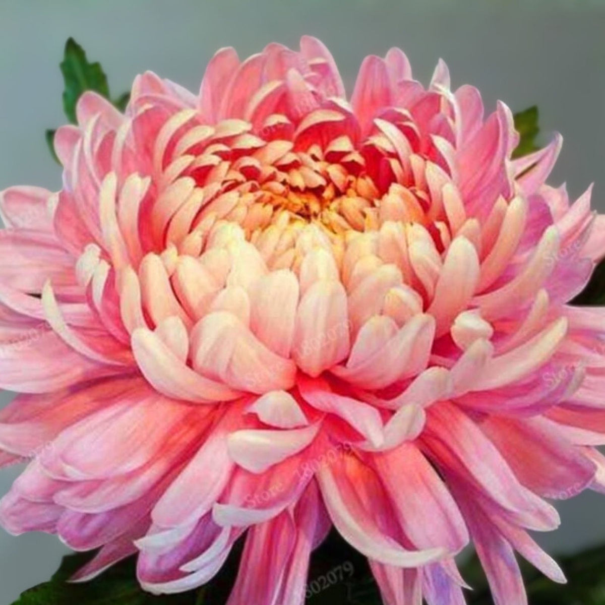 Honeysuckle Vine Seeds 65 Count Fragrant Climbing Shrub Lonicera spp. USA Seller Free Shipping