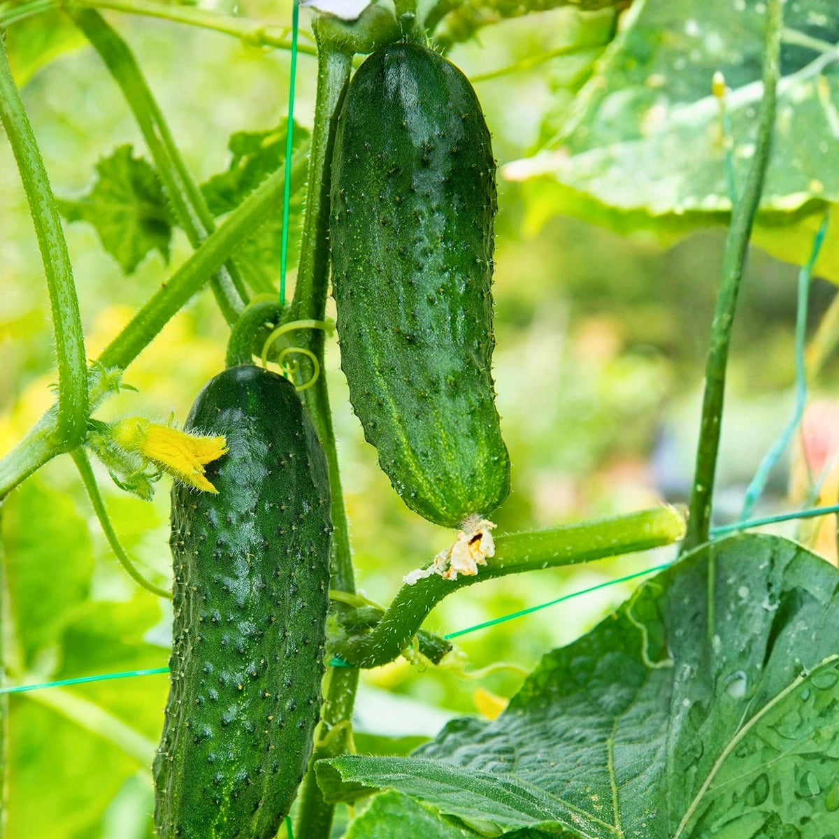 Heirloom Cucumber Seeds 100 Count – Non-GMO Marketer Variety Cucumis sativus Garden Vegetable Seeds for Home Gardening