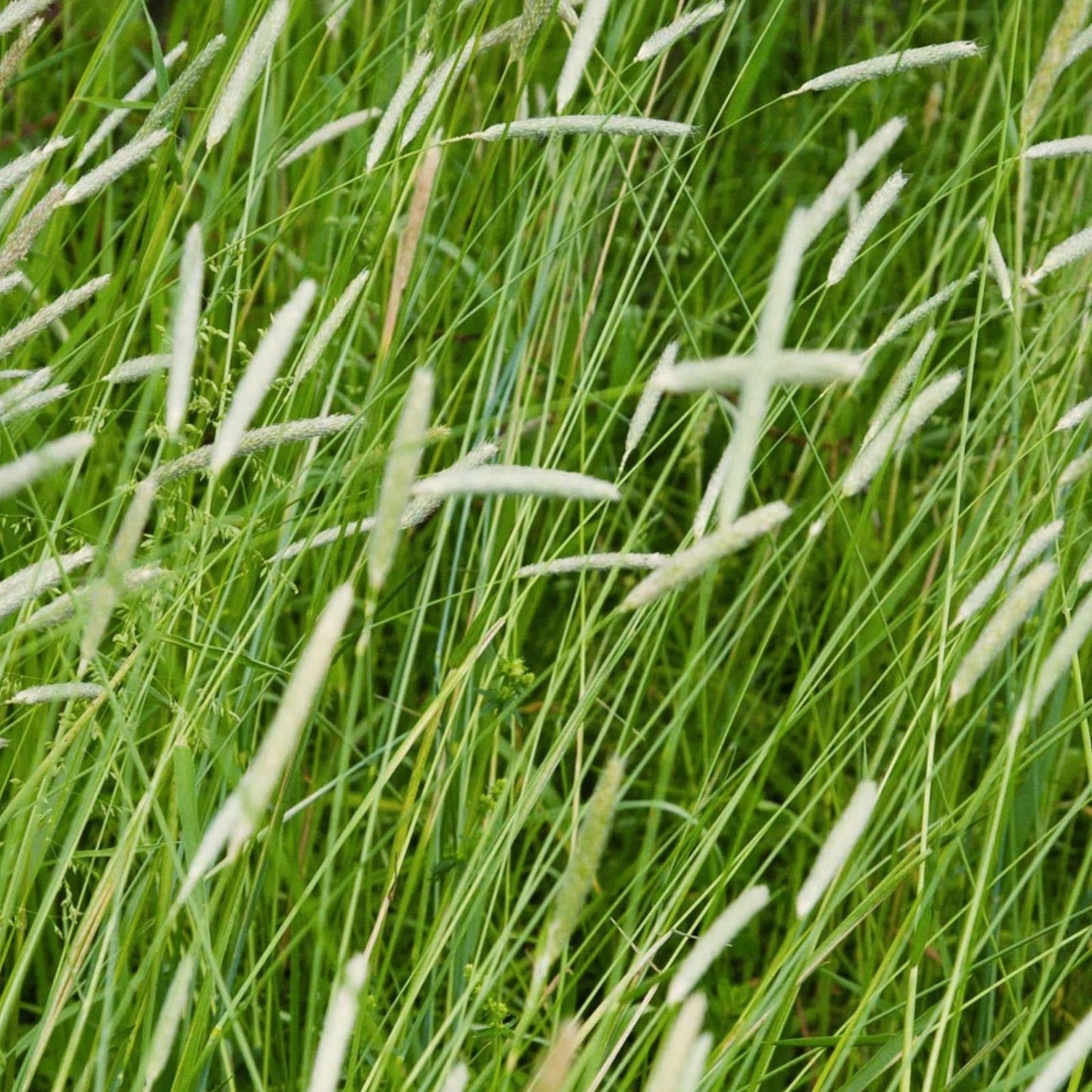 Timothy Grass Seeds Climax Variety Cover Crop Hay Grass Live Plant Deer Wildlife Forage Organic Seed