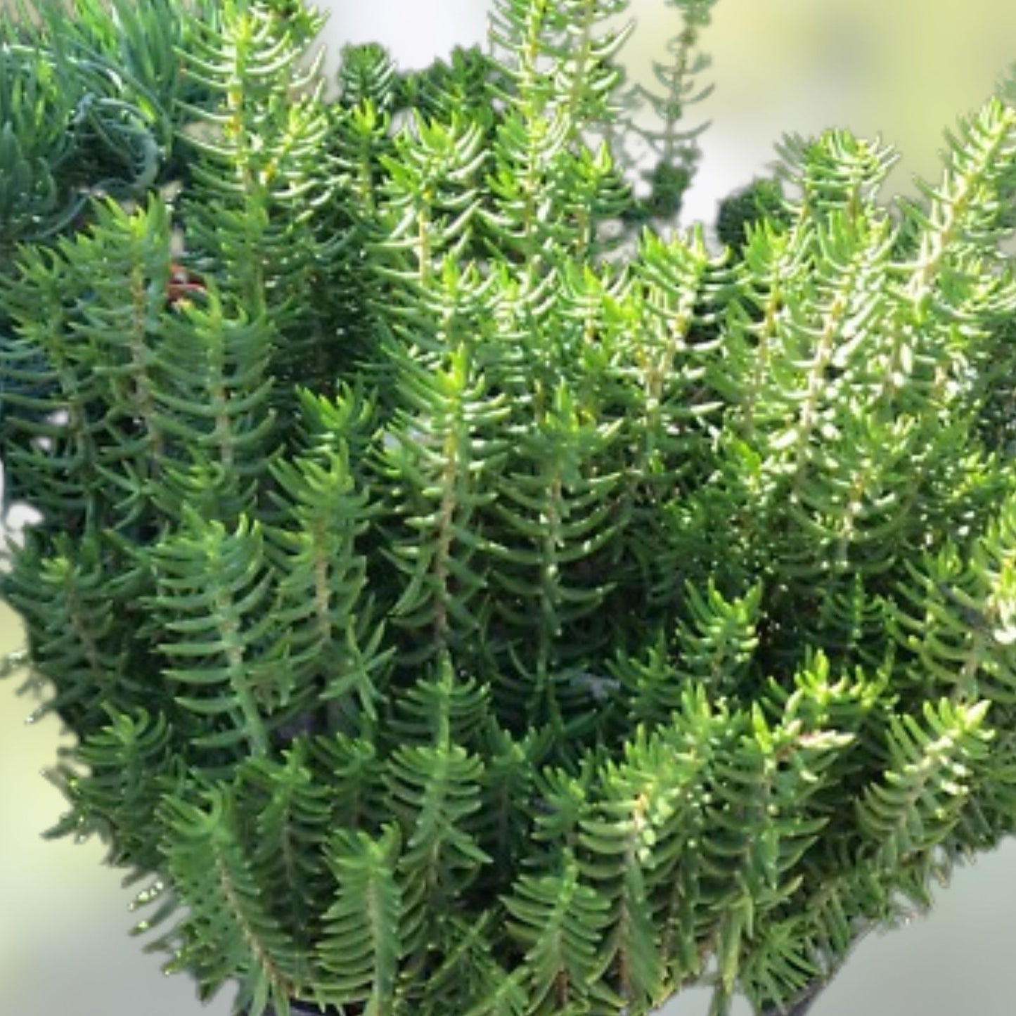 Mini Pine Tree Cuttings 4 Pack - Succulent Bonsai Starter Plants for Home Decor and Gifts - Pinus spp